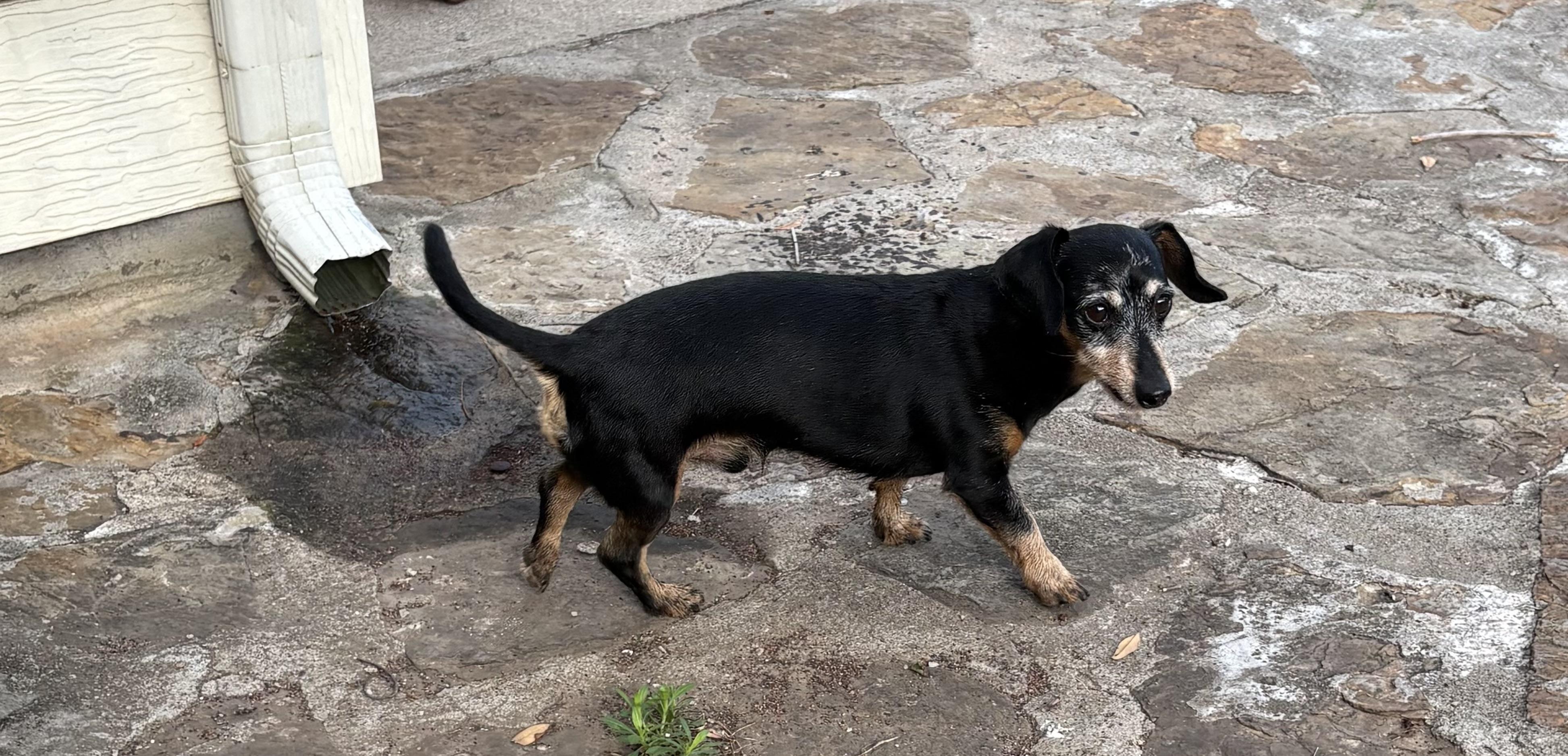 Enlarge Otis, a ADOPTABLE Miniature Dachshund in Chickasha, OK image 3/4