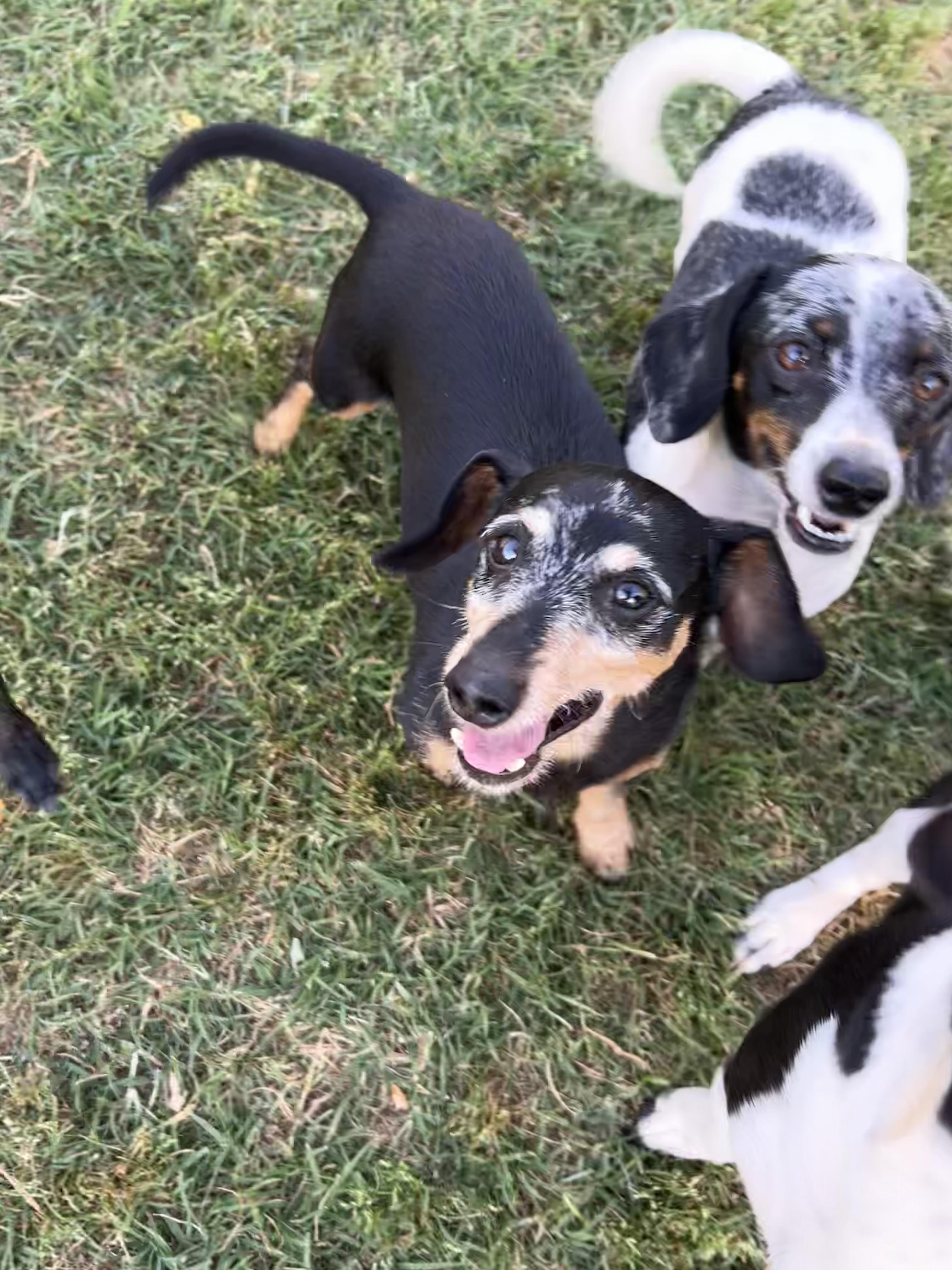 Enlarge Otis, a ADOPTABLE Miniature Dachshund in Chickasha, OK image 1/4