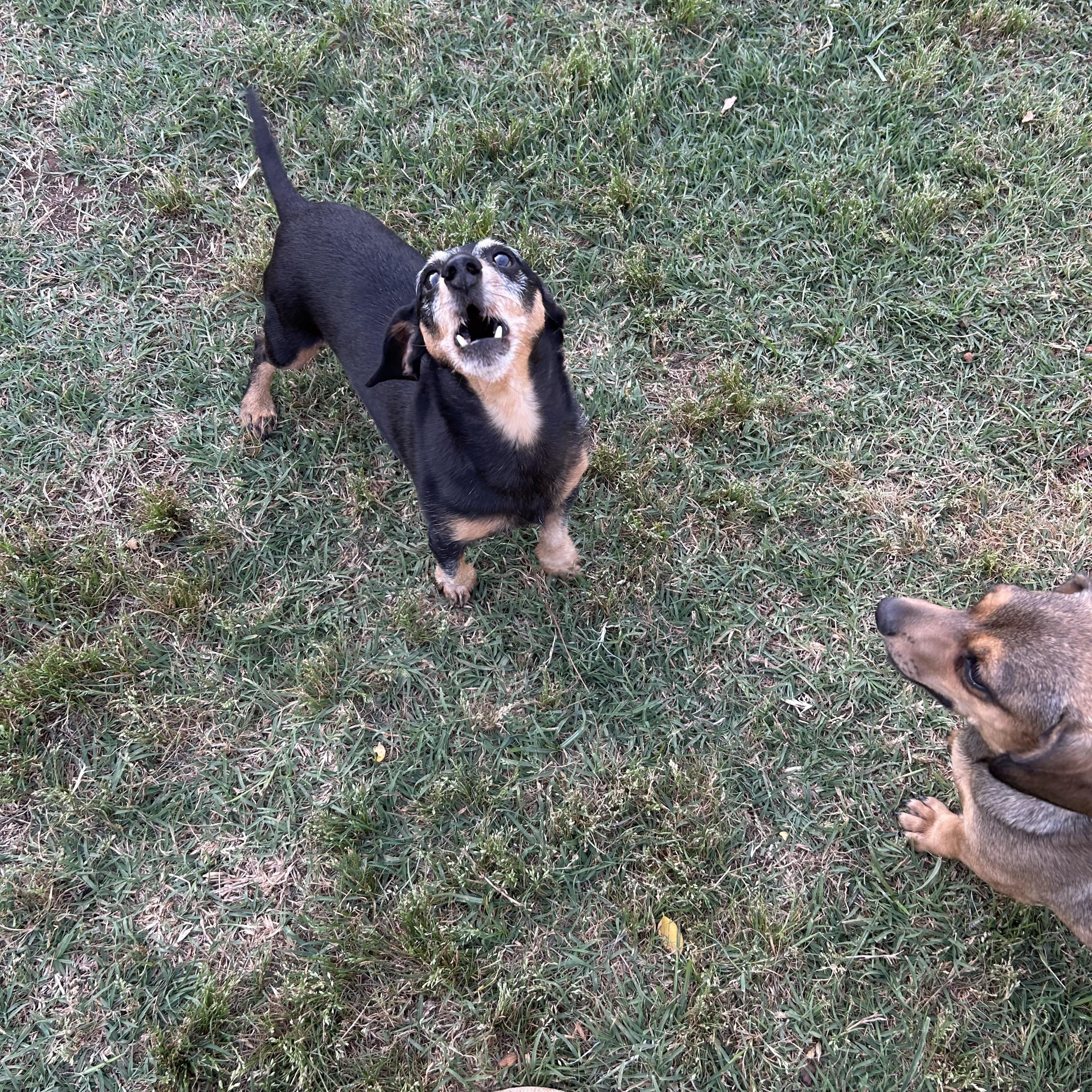 Enlarge Otis, a ADOPTABLE Miniature Dachshund in Chickasha, OK image 2/4