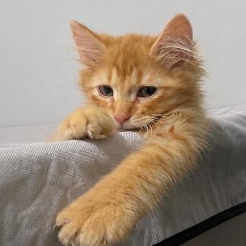 Franklin, Adoptable, Kitten Male Domestic Long Hair & Tabby.