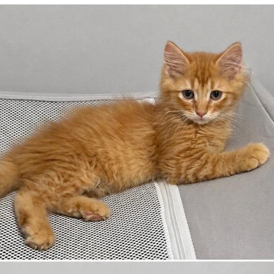 Enlarge Franklin, a Adoptable mixed breed in Andover, MN image 3/3