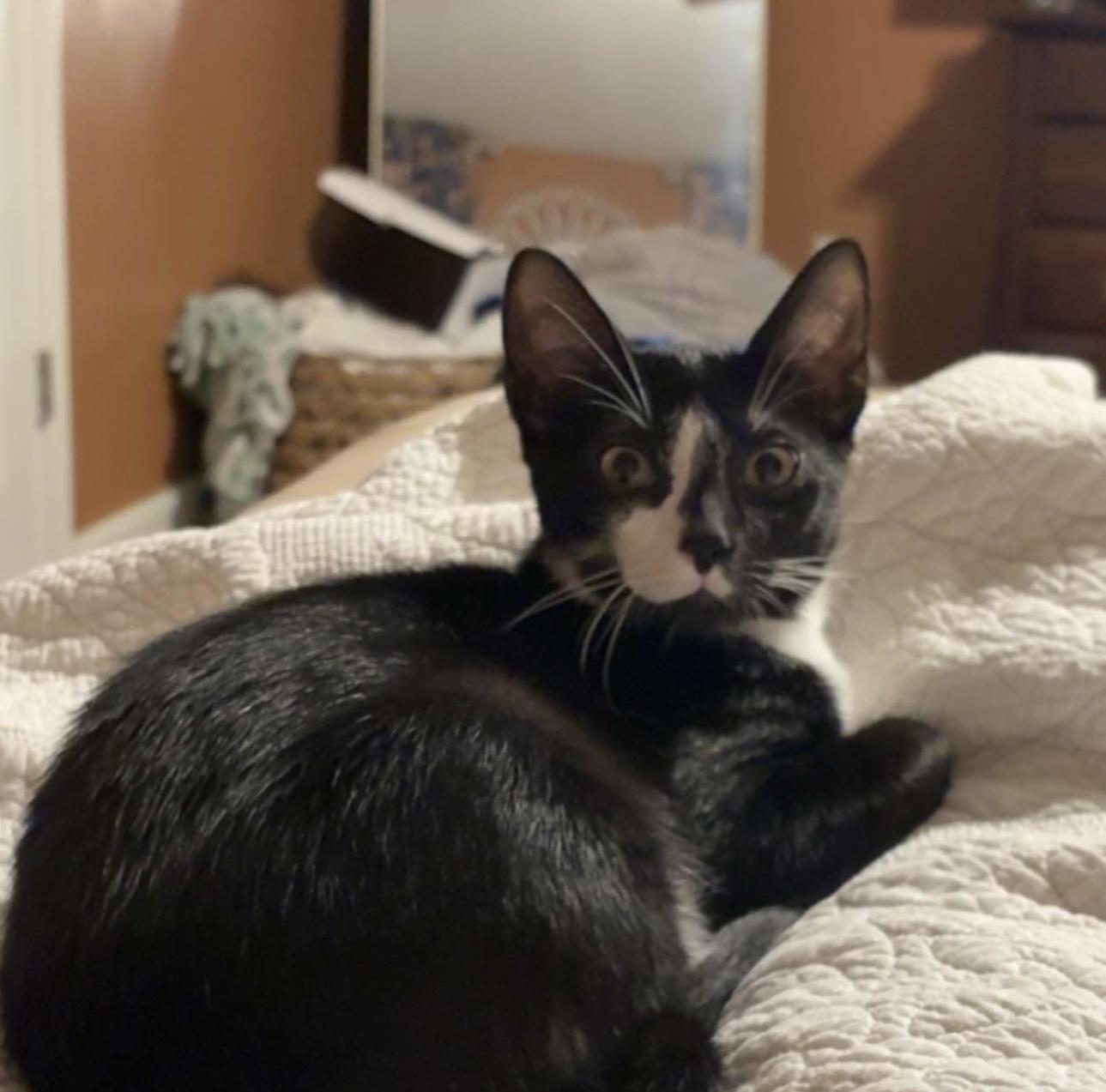 Ozzy, a Adoptable Domestic Short Hair in Albany, NY image 2/2