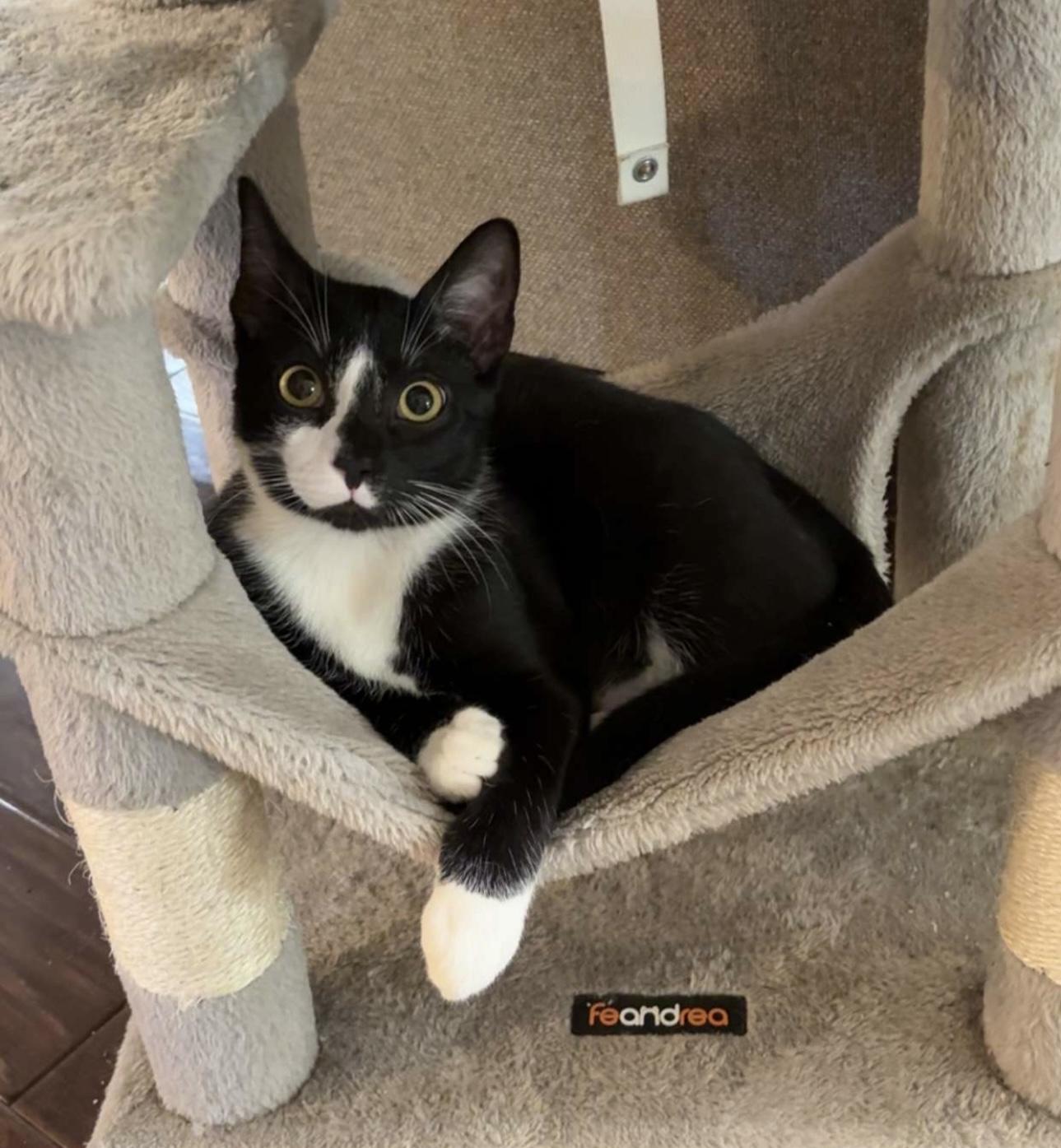 Ozzy, a Adoptable Domestic Short Hair in Albany, NY image 1/2