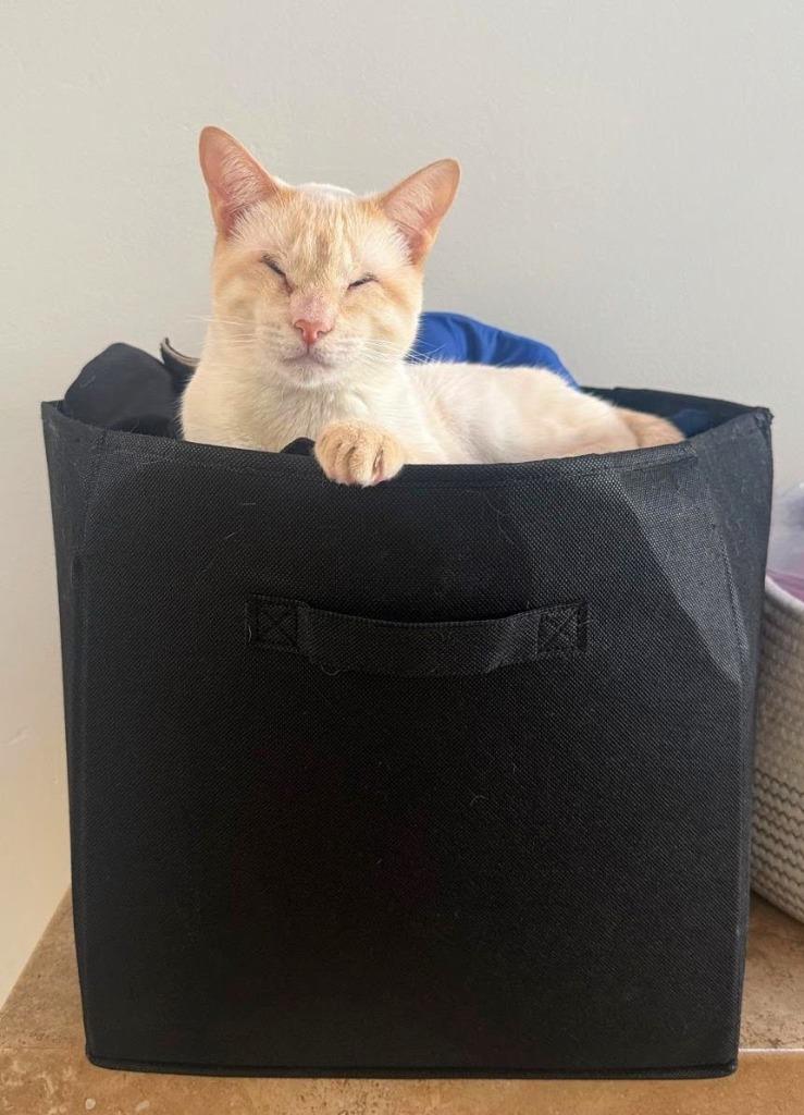 Ducky — thumbnail 2