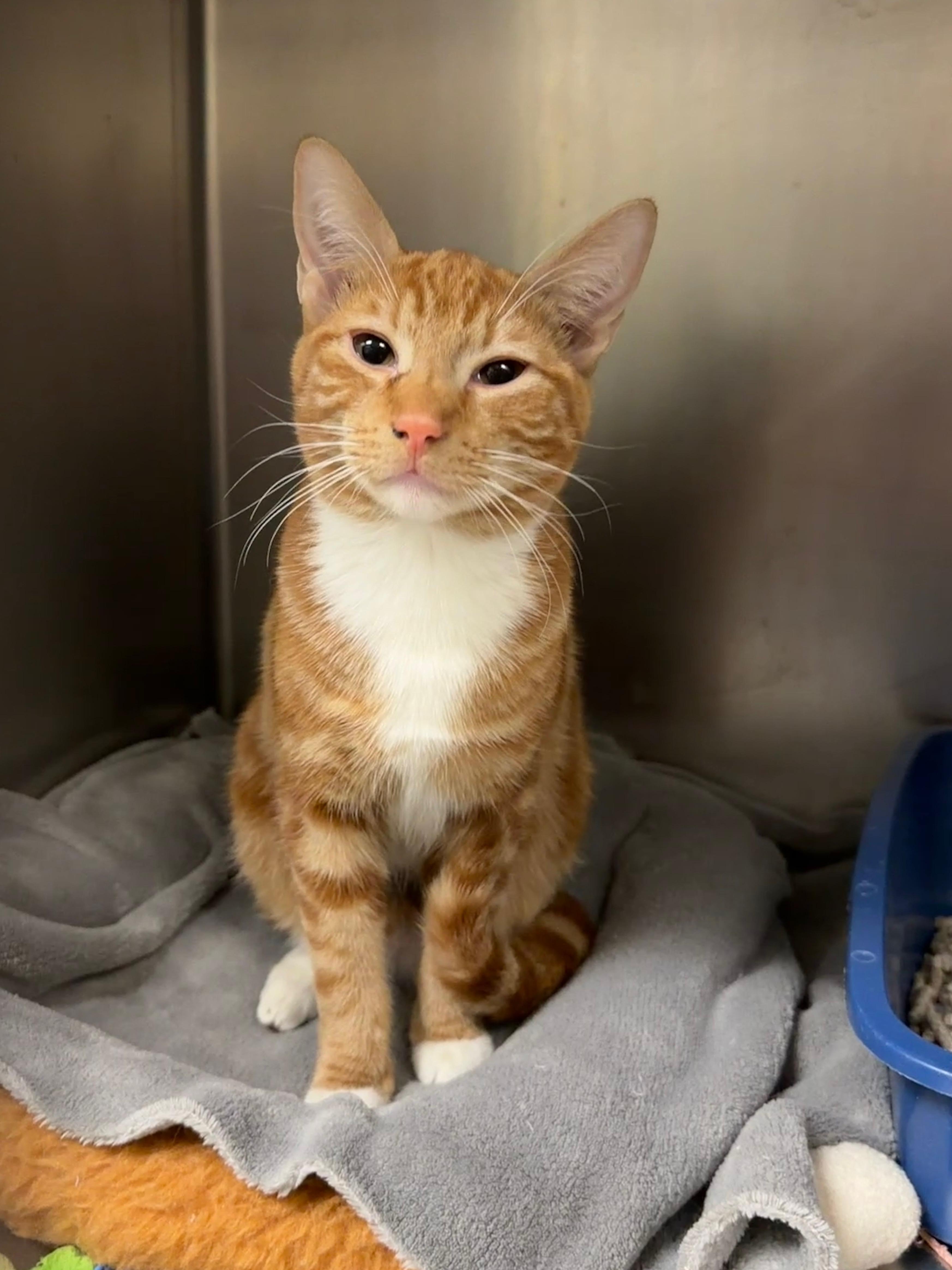 Pumpkin Spice, ADOPTABLE, Young Male Domestic Short Hair.