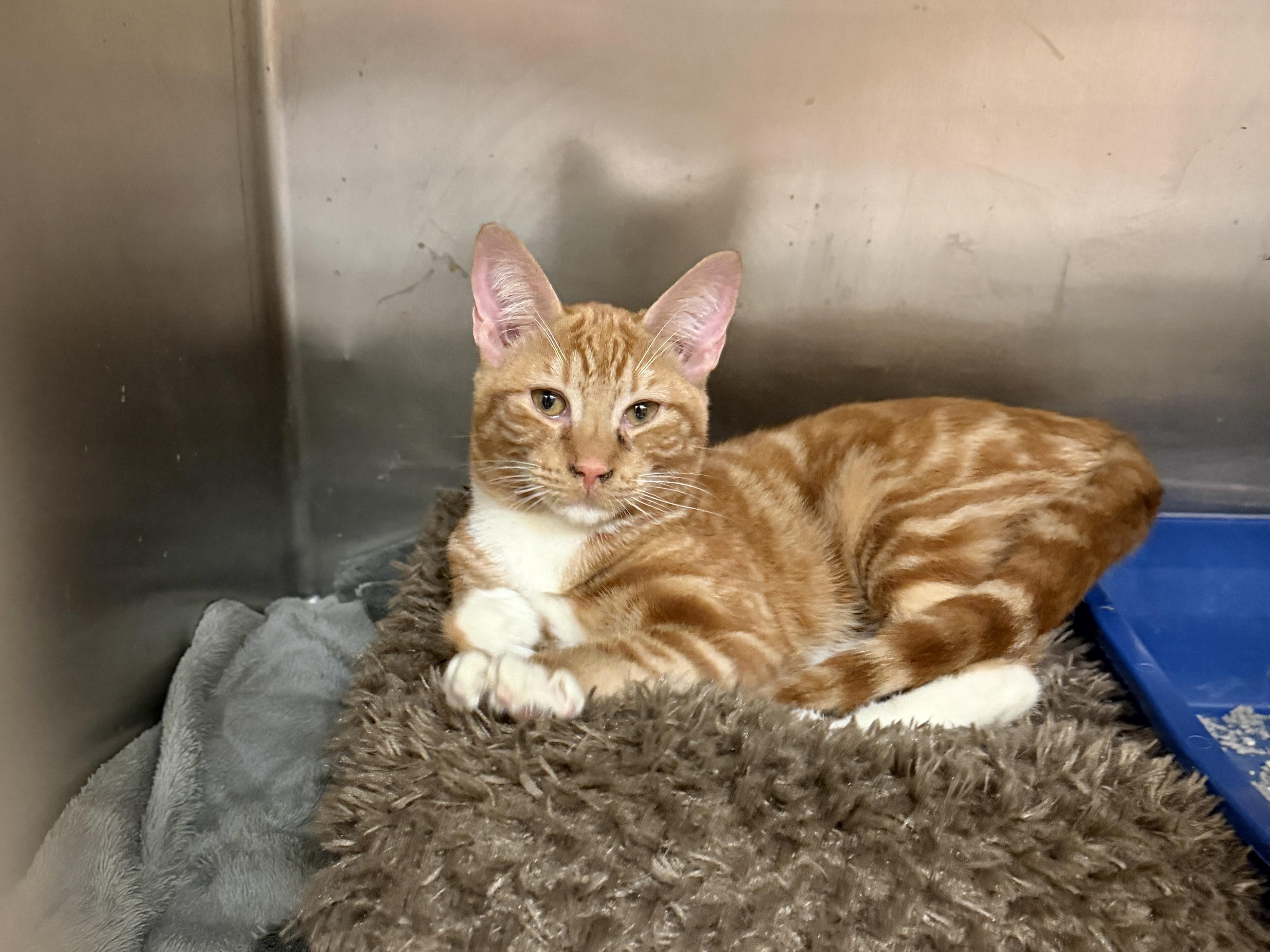 Pumpkin Spice, a ADOPTABLE Domestic Short Hair in Bellmore, NY image 5/6