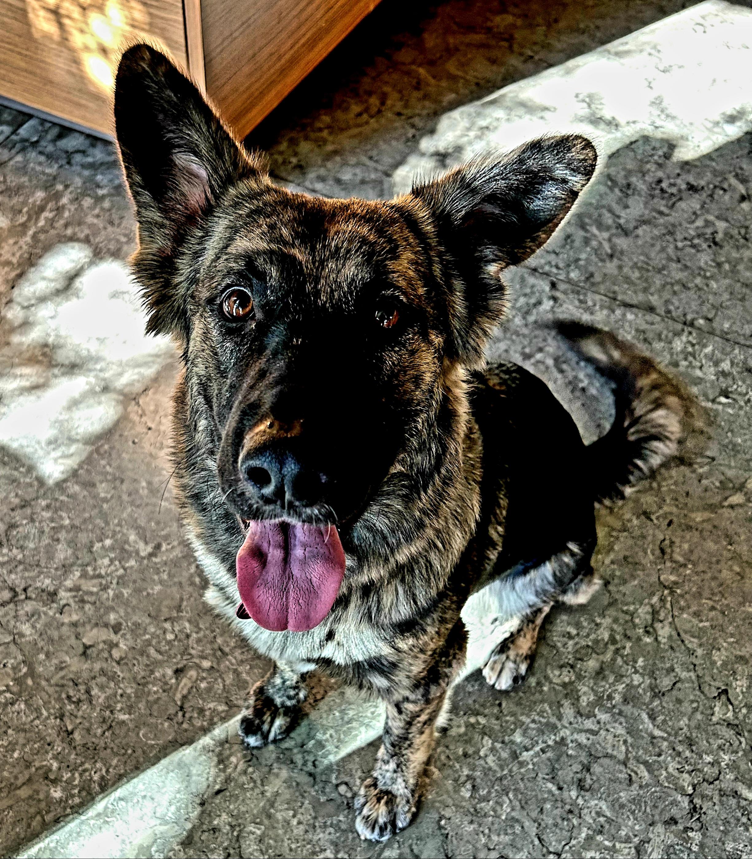 Mina, Adoptable, Adult Female German Shepherd Dog & Australian Cattle Dog / Blue Heeler.