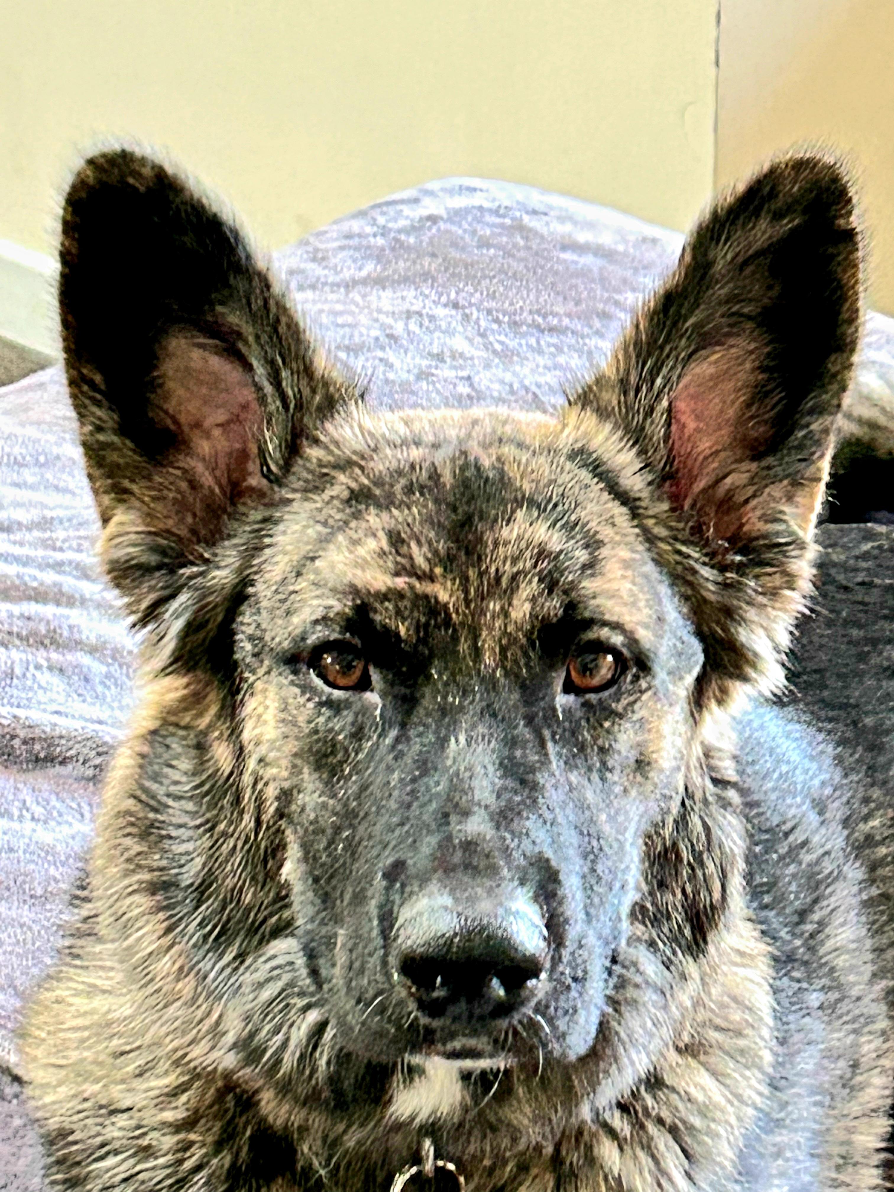 Enlarge Mina, a Adoptable mixed breed in Dallas, TX image 2/5