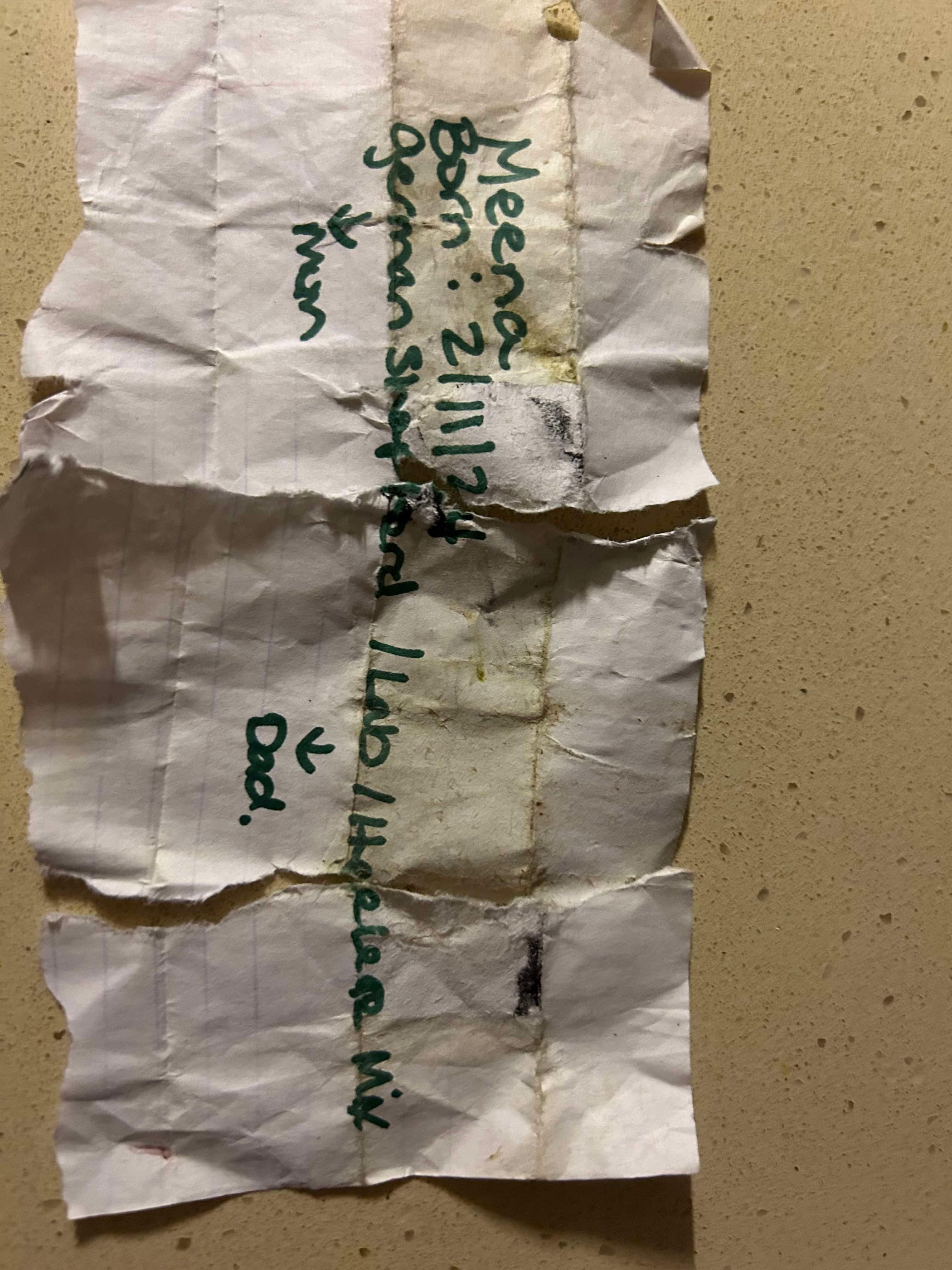 Enlarge Mina, a Adoptable mixed breed in Dallas, TX image 4/5