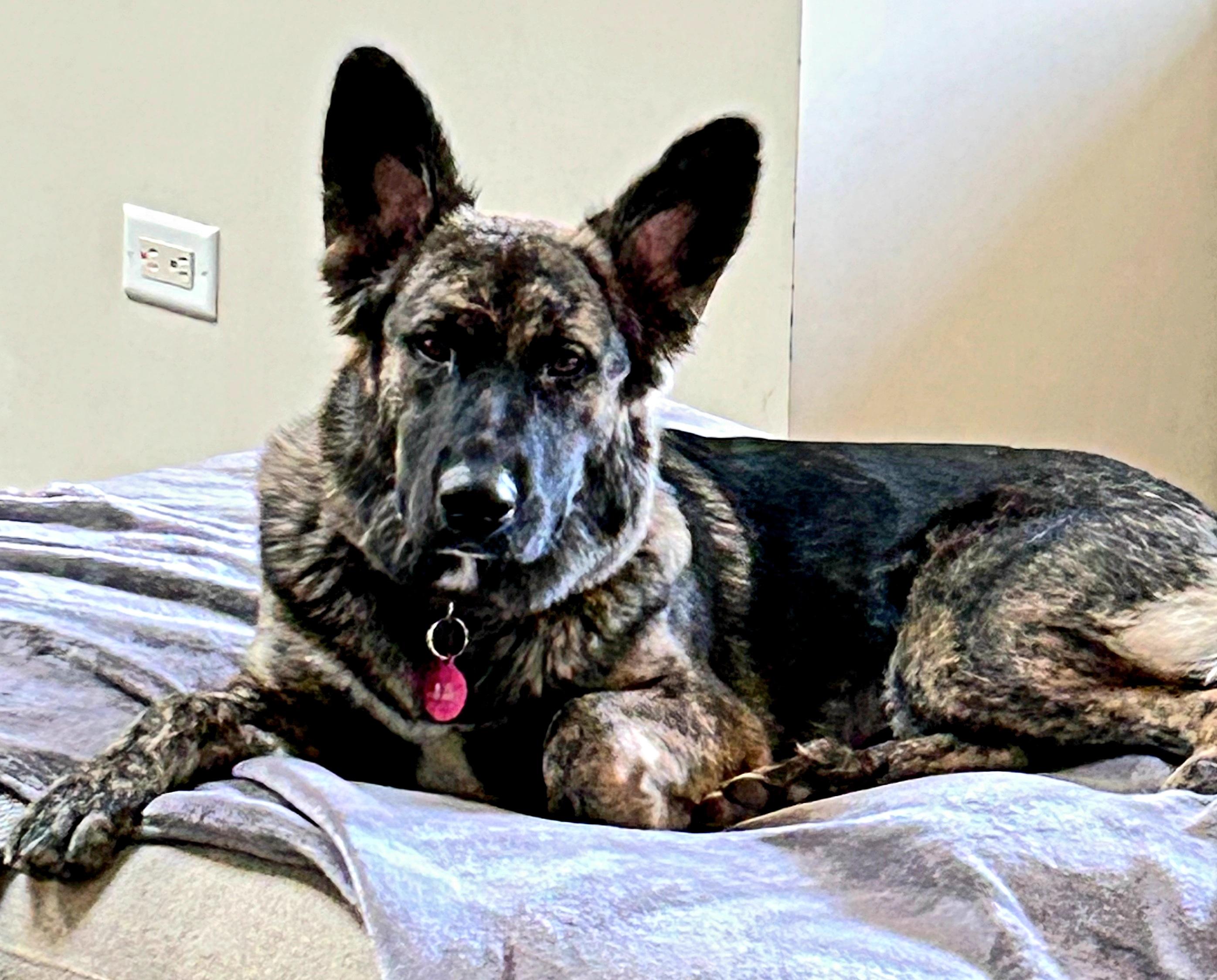 Enlarge Mina, a Adoptable mixed breed in Dallas, TX image 5/5