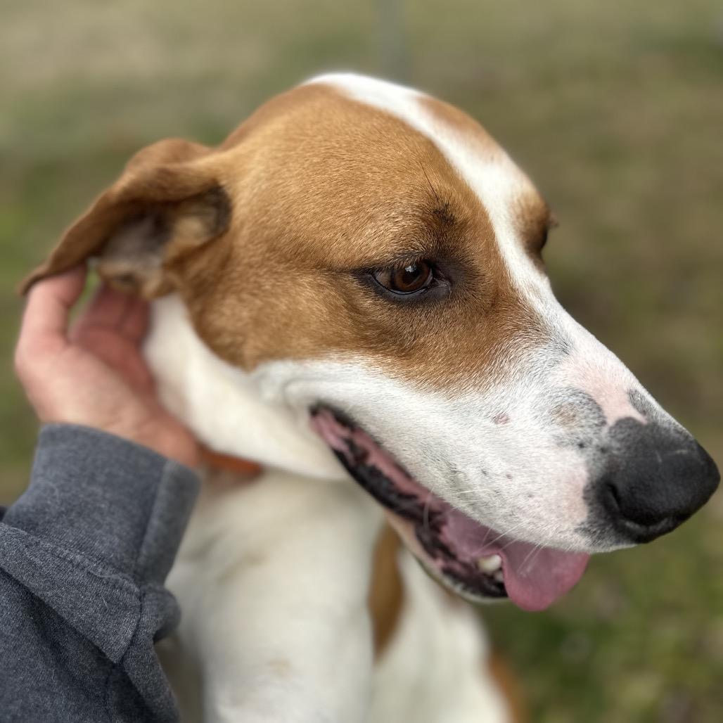 Copper, Adoptable, Adult Male English Coonhound.