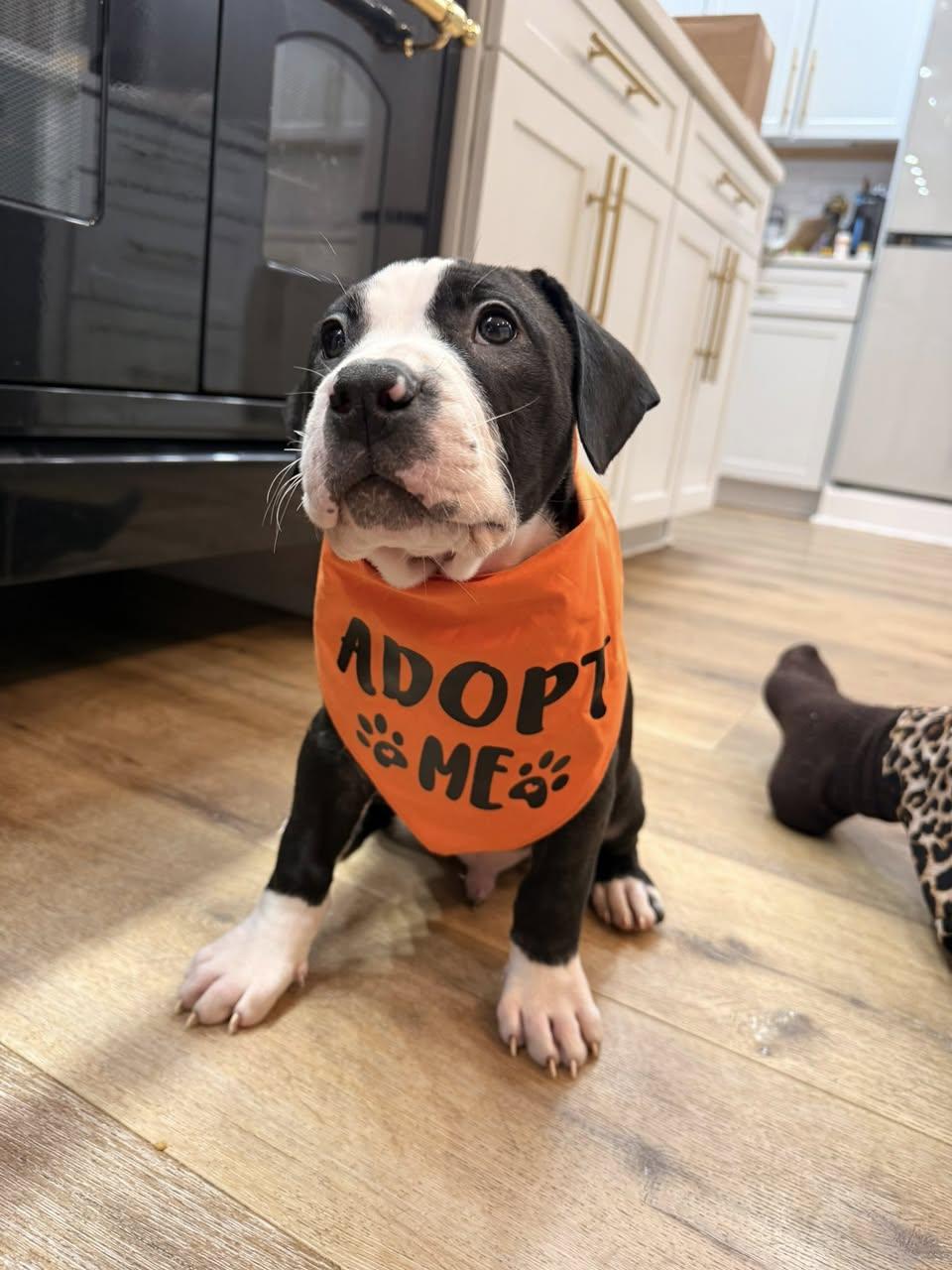 Enlarge Goose, a ADOPTABLE Mixed Breed in St. Albans, VT image 1/2