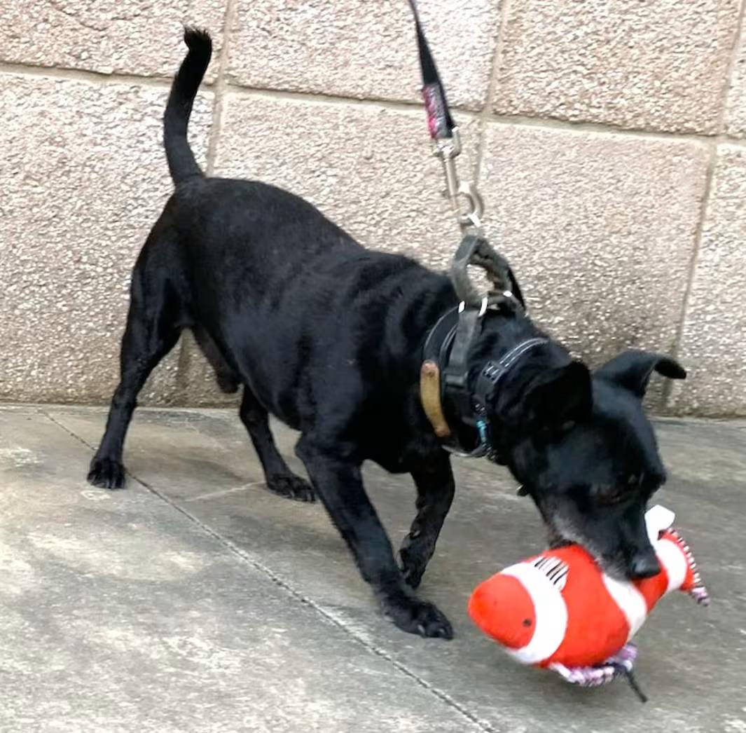 Enlarge Midnight, a Adopted mixed breed in Monterey, VA image 4/4