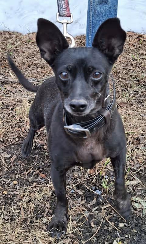 Enlarge Midnight, a Adopted mixed breed in Monterey, VA image 1/4