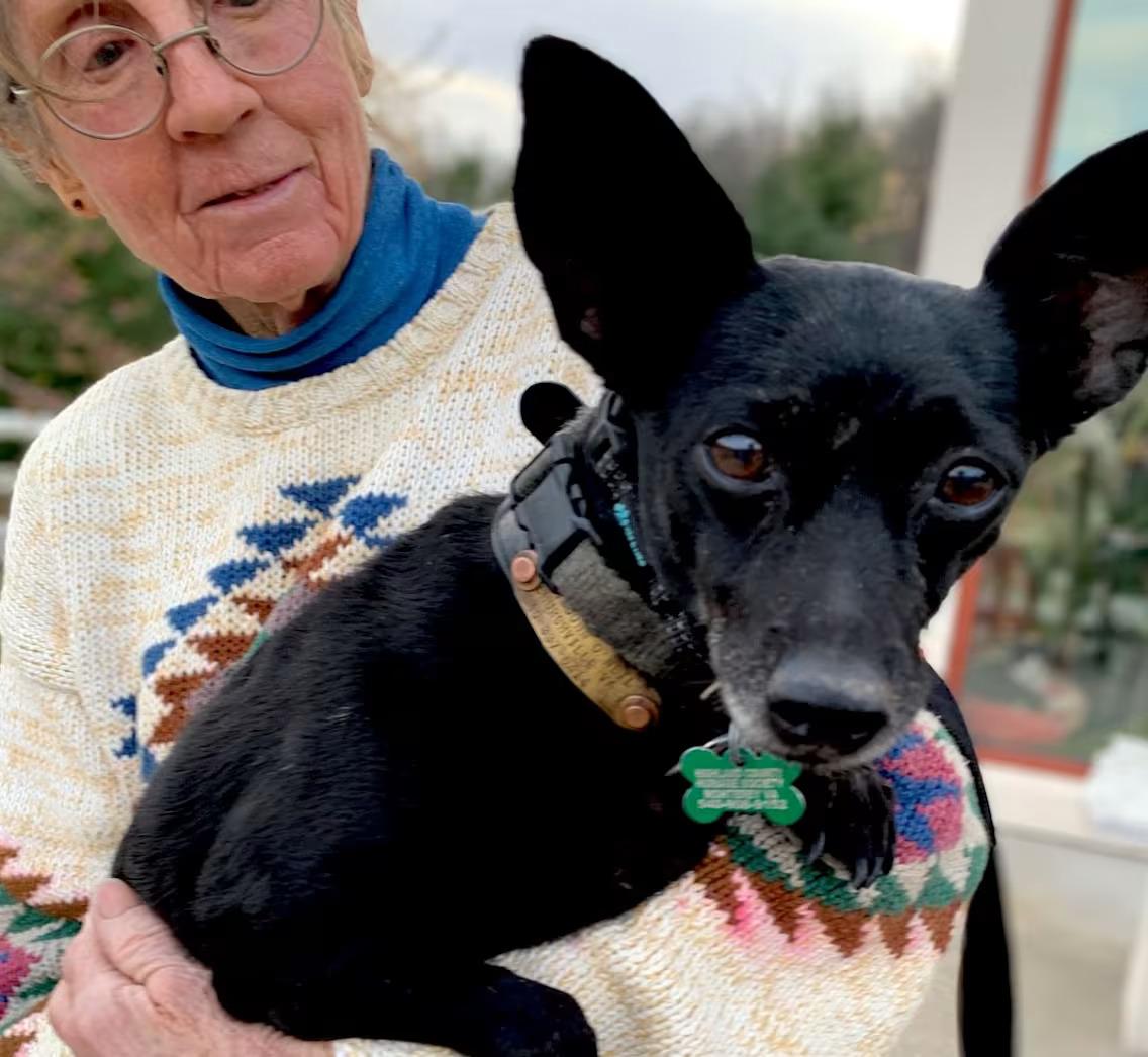 Enlarge Midnight, a Adopted mixed breed in Monterey, VA image 2/4