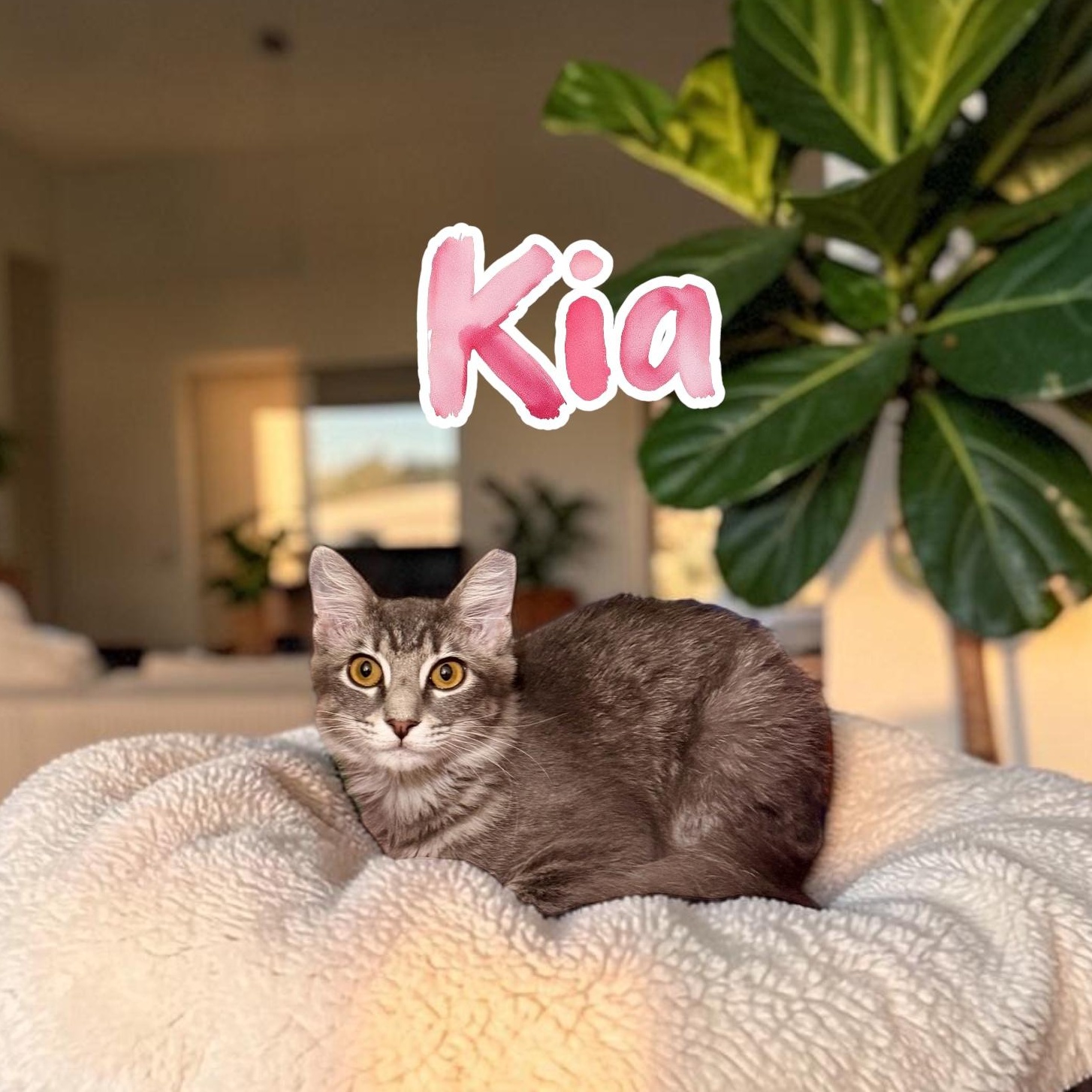 Kia, Adoptable, Kitten Female Domestic Medium Hair.