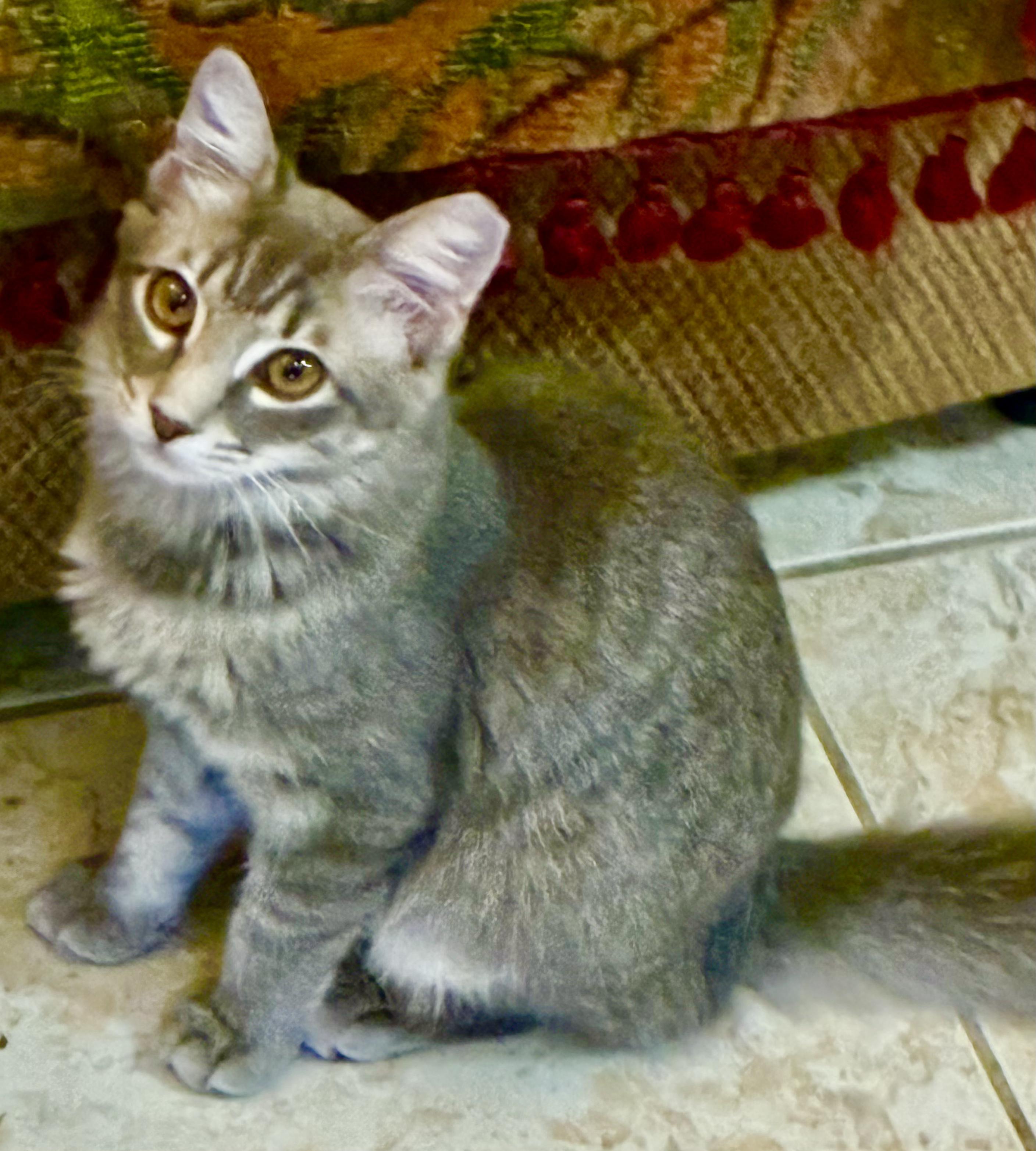 Enlarge Kia, a Adoptable Domestic Medium Hair in Boca Raton, FL image 1/2