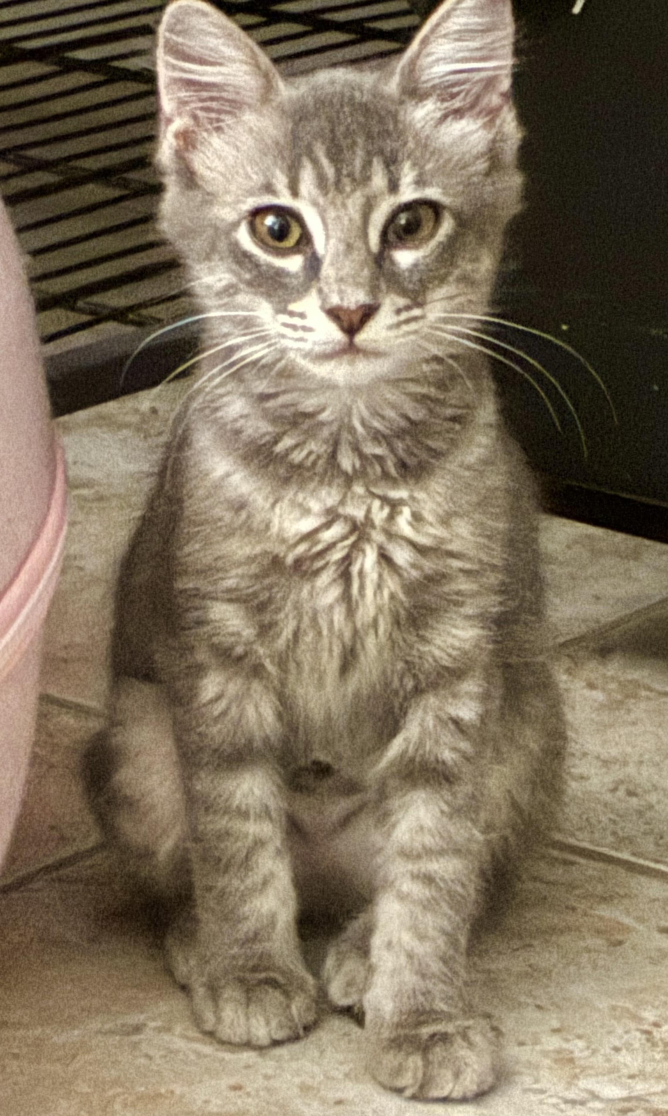 Enlarge Kia, a Adoptable Domestic Medium Hair in Boca Raton, FL image 2/2
