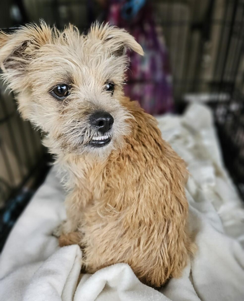 Teddybear Morkie! thumbnail 2