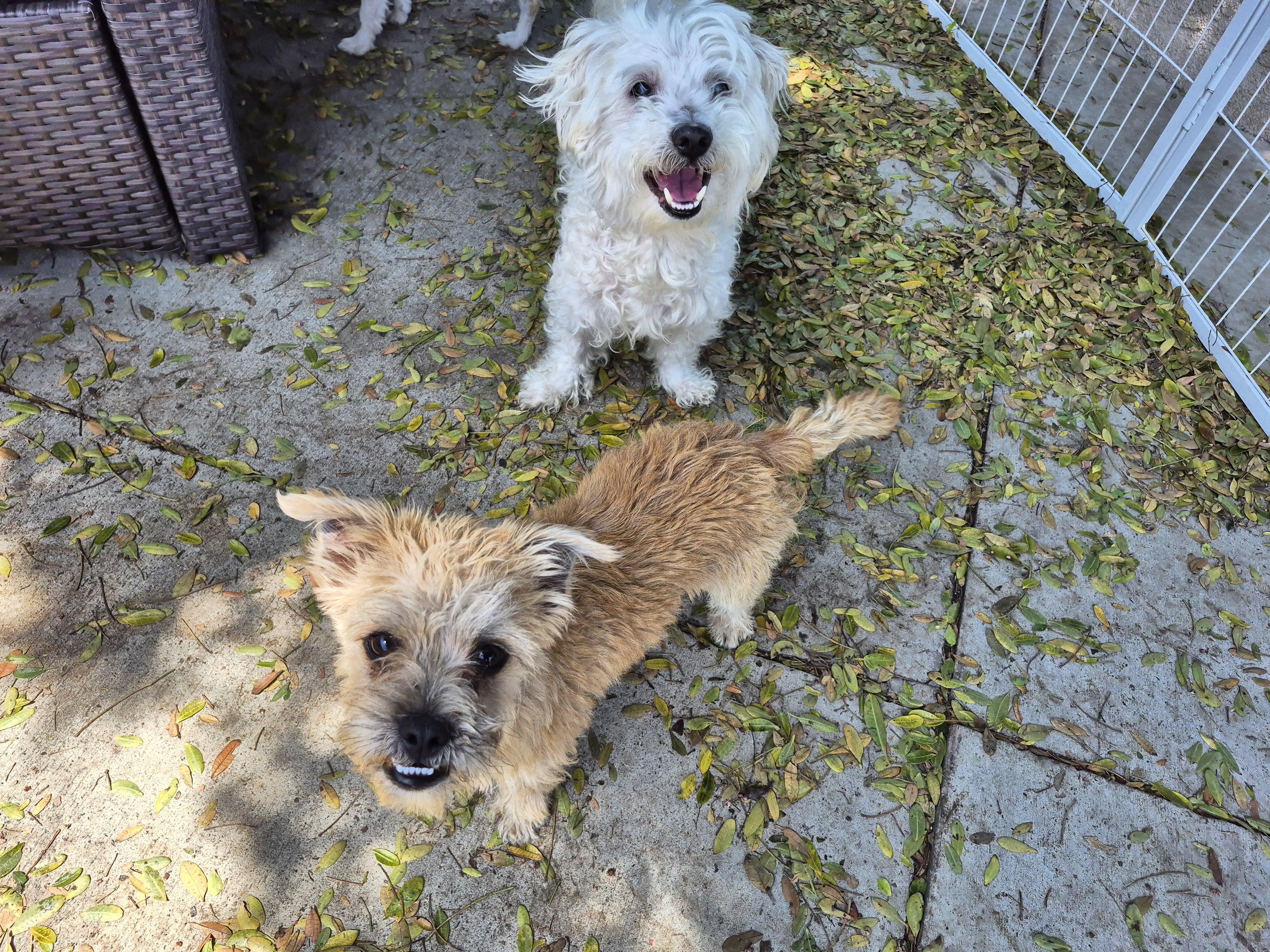 Teddybear Morkie! thumbnail 3