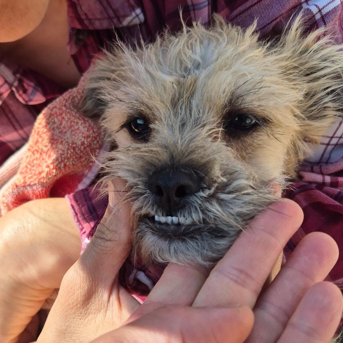 Teddybear Morkie! thumbnail 4