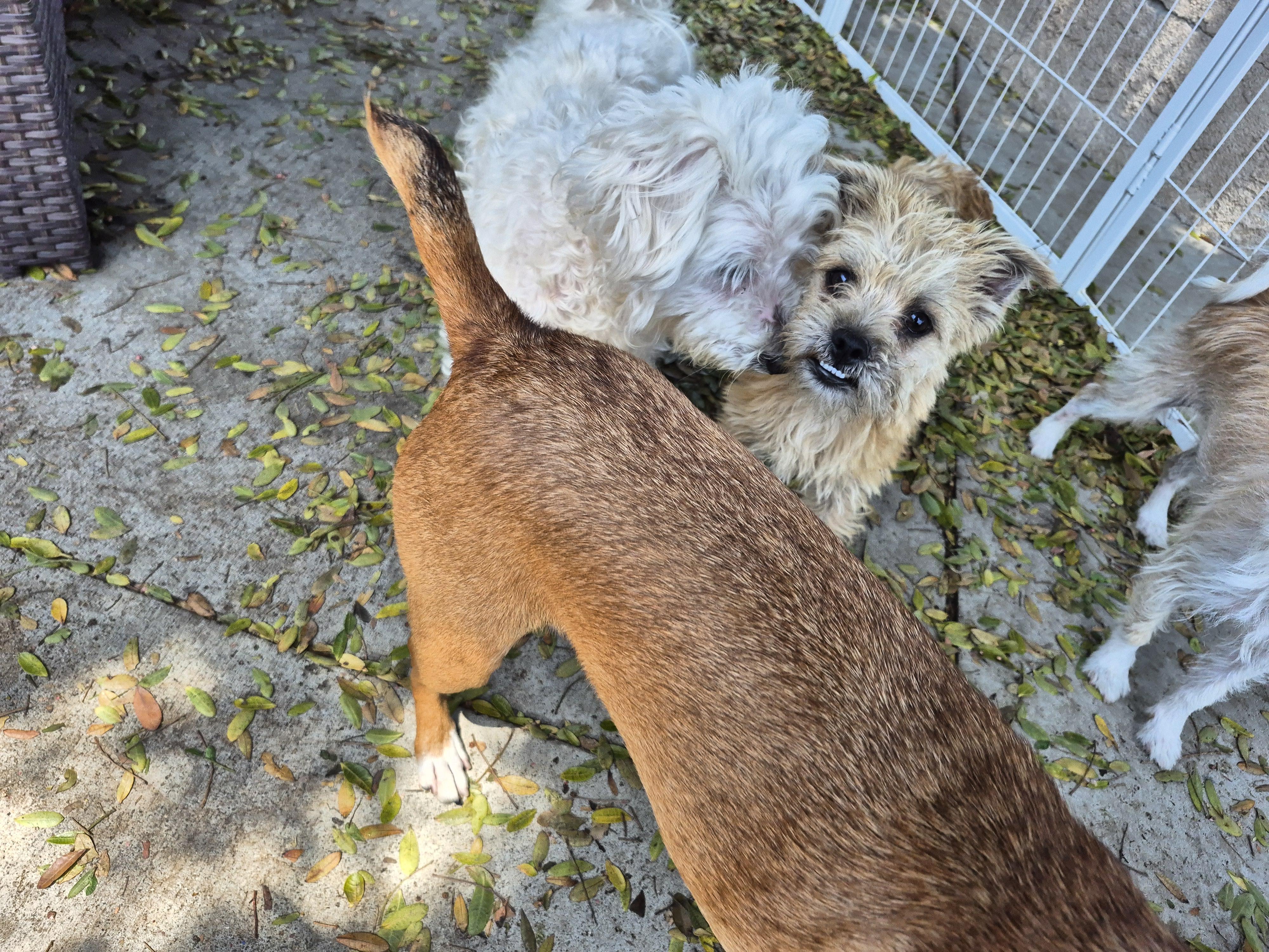 Teddybear Morkie! thumbnail 5