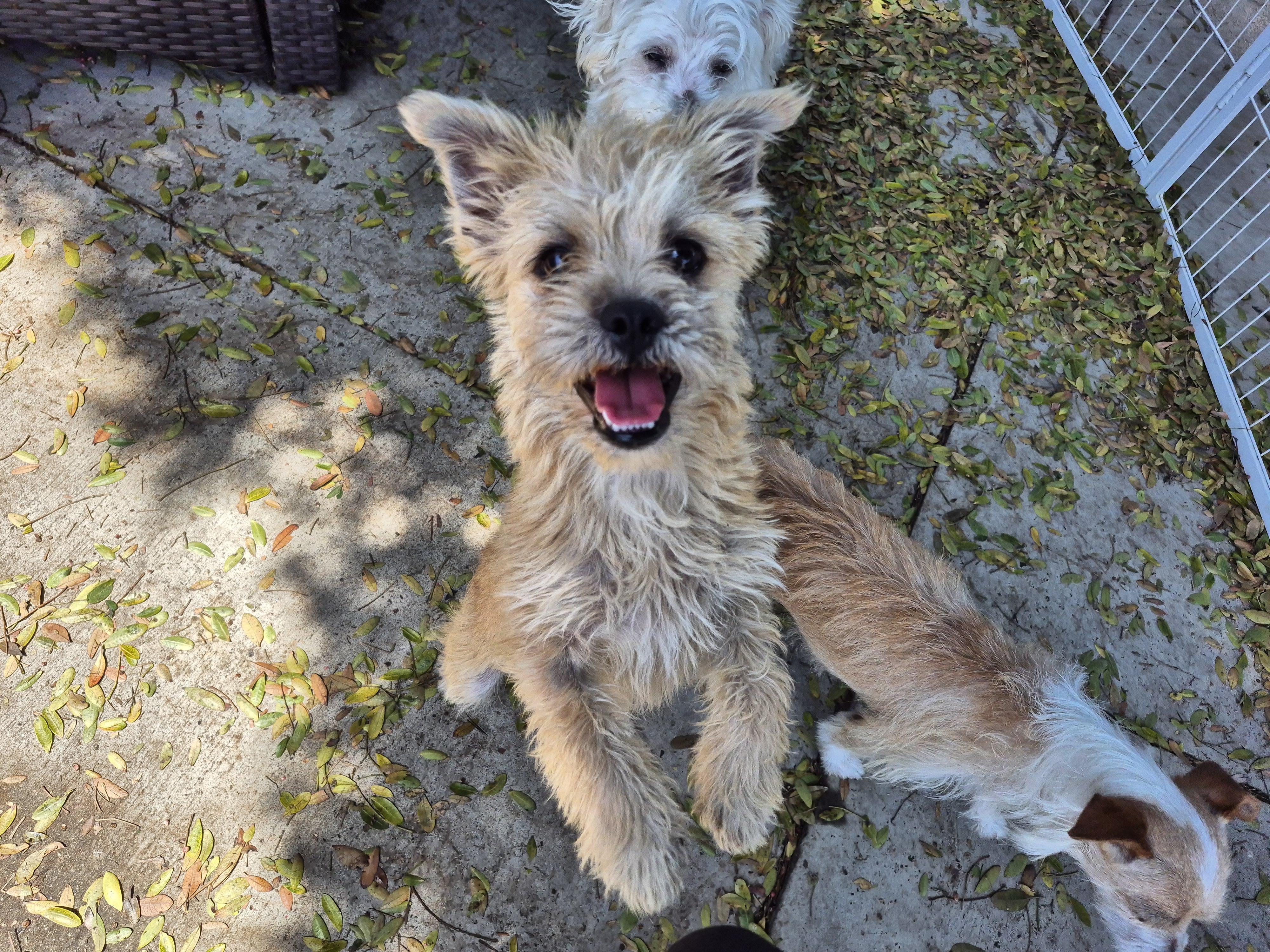 Teddybear Morkie! thumbnail 6