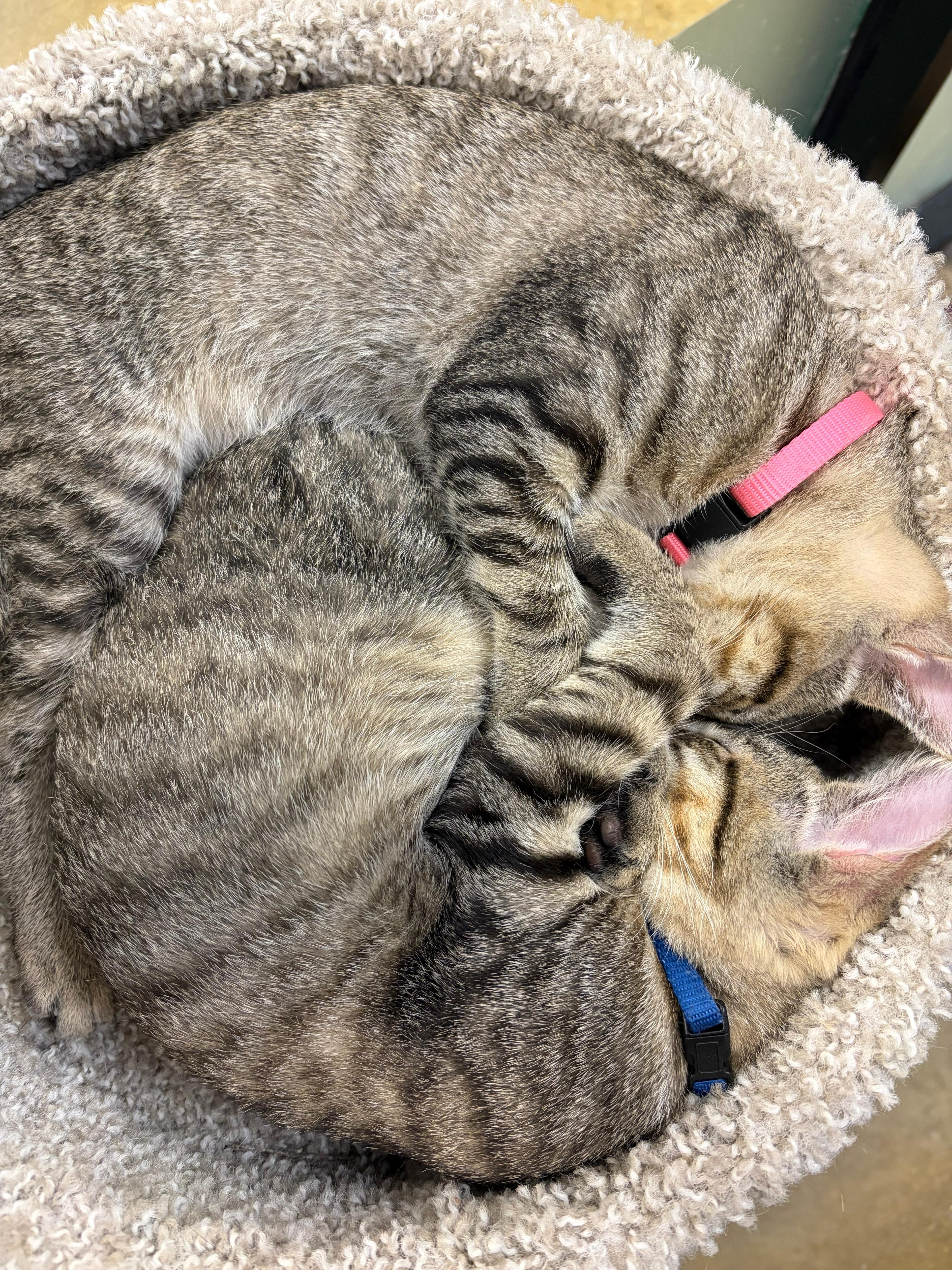 Enlarge Marie, an adoptable Domestic Short Hair in Fort Worth, TX image 2/5