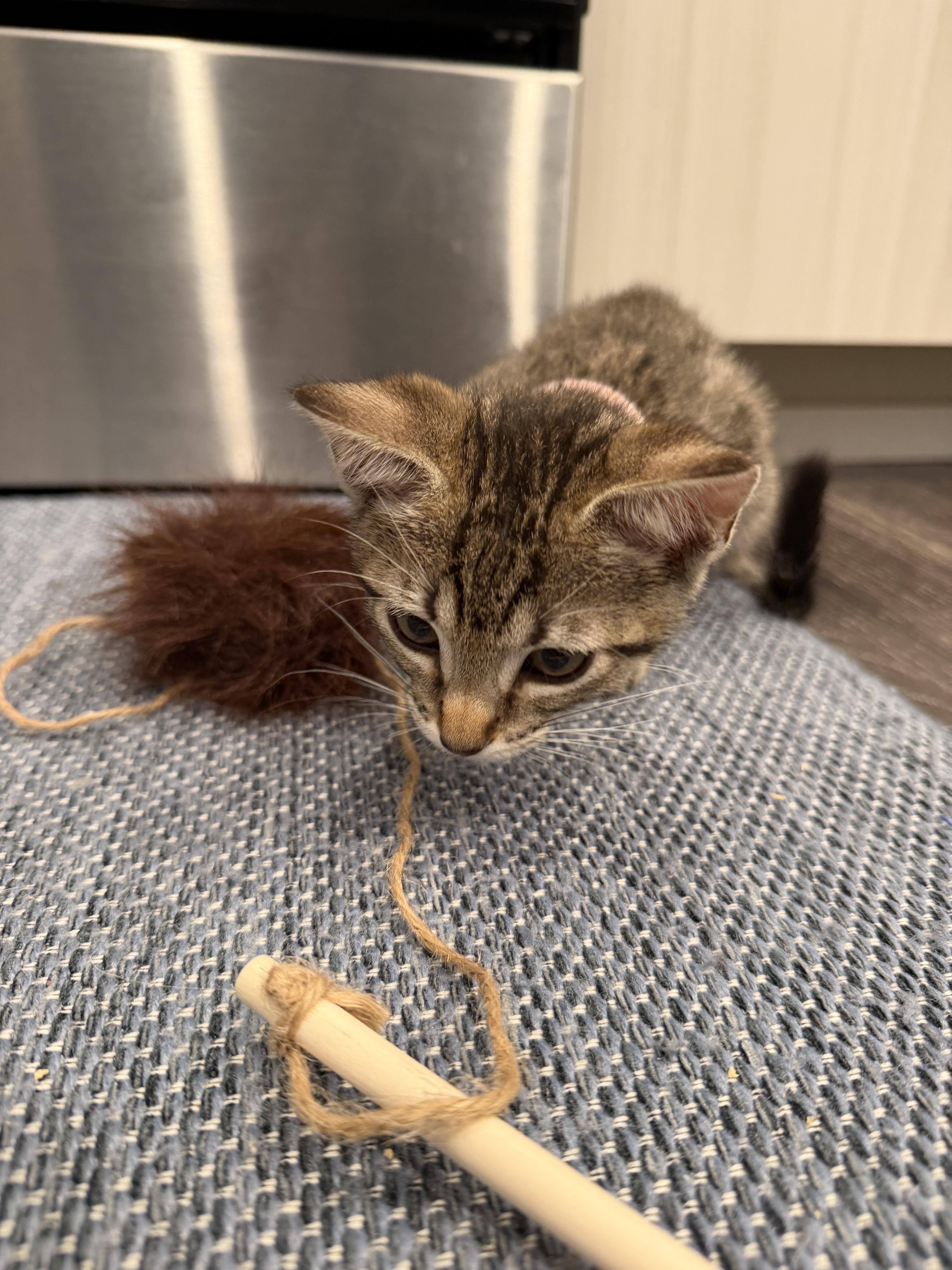 Enlarge Marie, an adopted Domestic Short Hair in Fort Worth, TX image 4/4