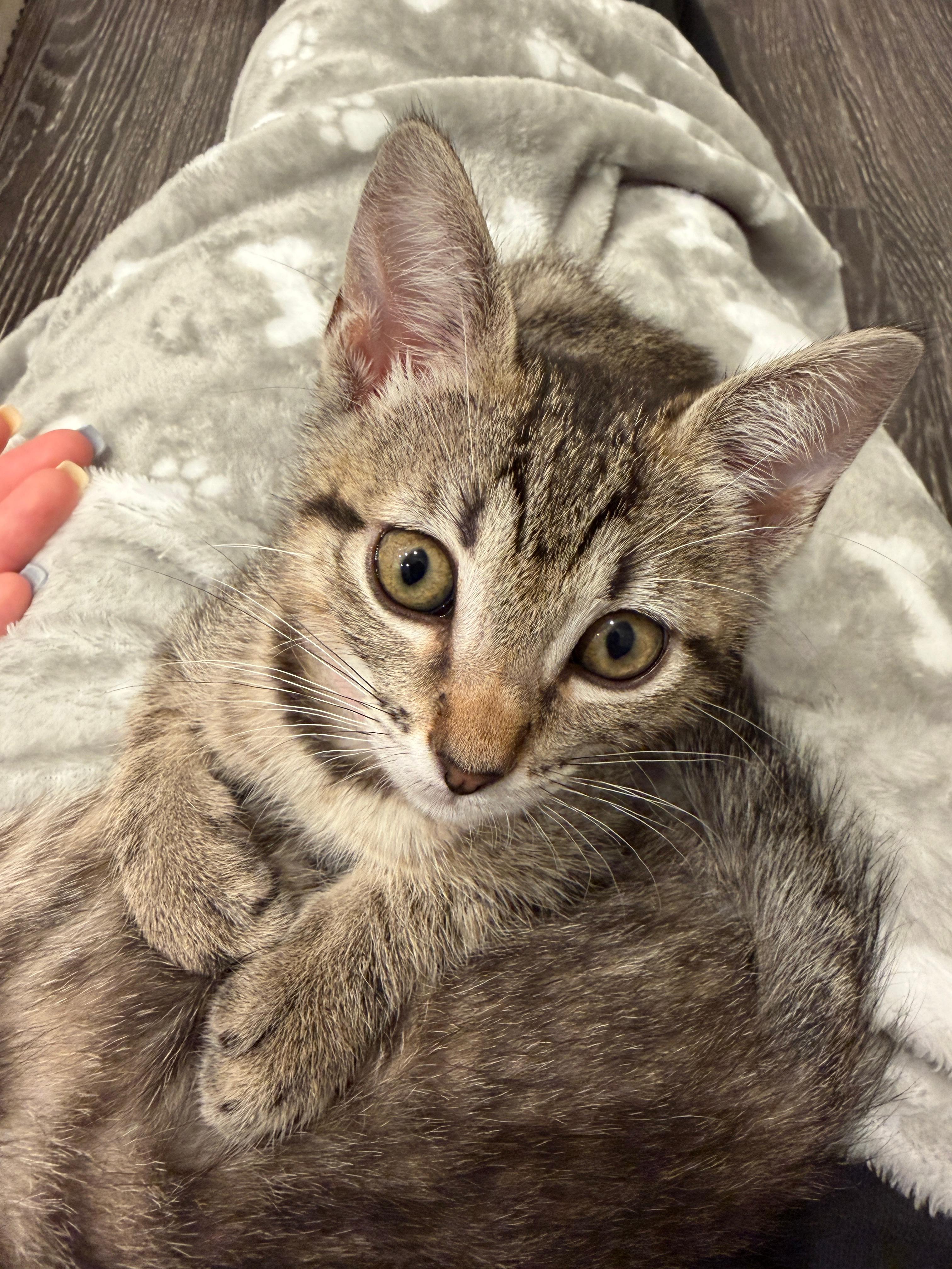 Enlarge Marie, an adopted Domestic Short Hair in Fort Worth, TX image 2/4