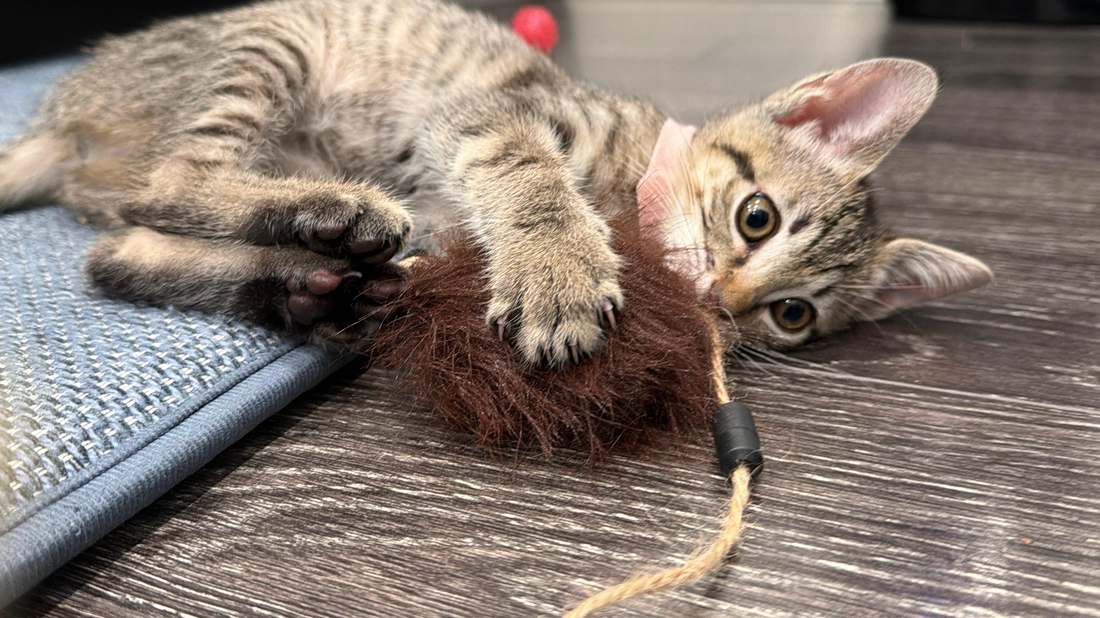 Enlarge Marie, an adopted Domestic Short Hair in Fort Worth, TX image 3/4