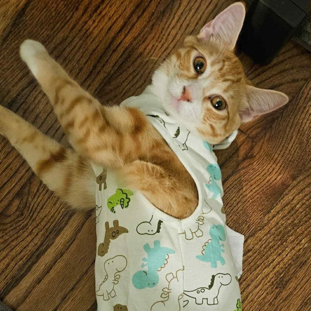 Phoenix & Onyx - Bonded Pair, a Adoptable mixed breed in Tacoma, WA image 2/6