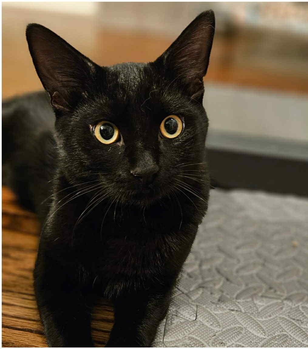 Phoenix & Onyx - Bonded Pair