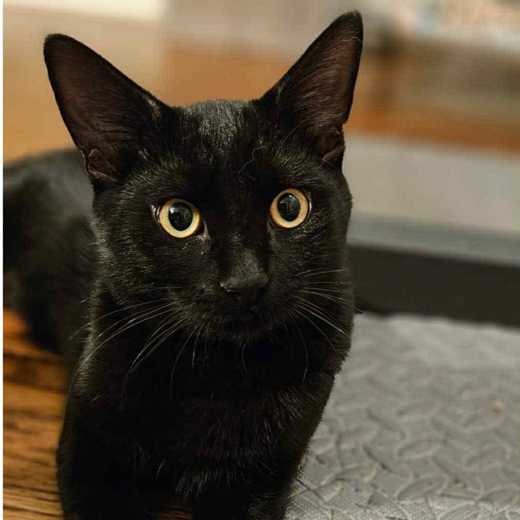 Phoenix & Onyx - Bonded Pair, a Adoptable mixed breed in Tacoma, WA image 3/6