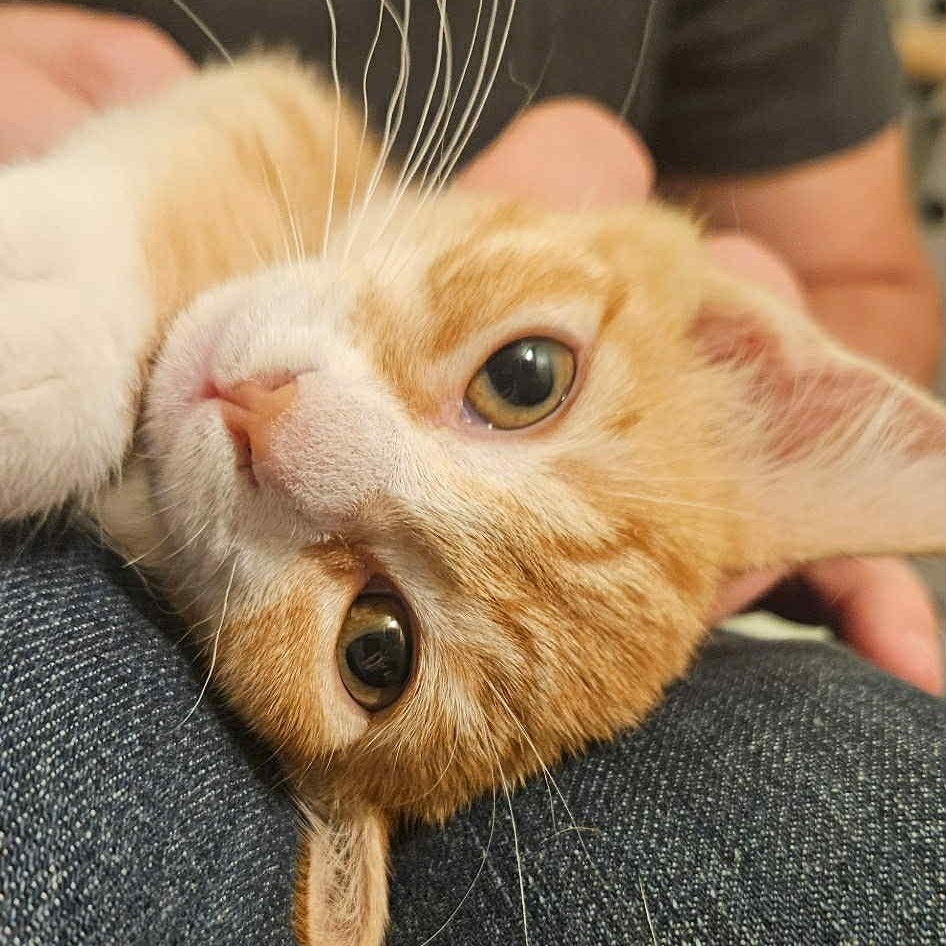 Phoenix & Onyx - Bonded Pair, a Adoptable mixed breed in Tacoma, WA image 4/6