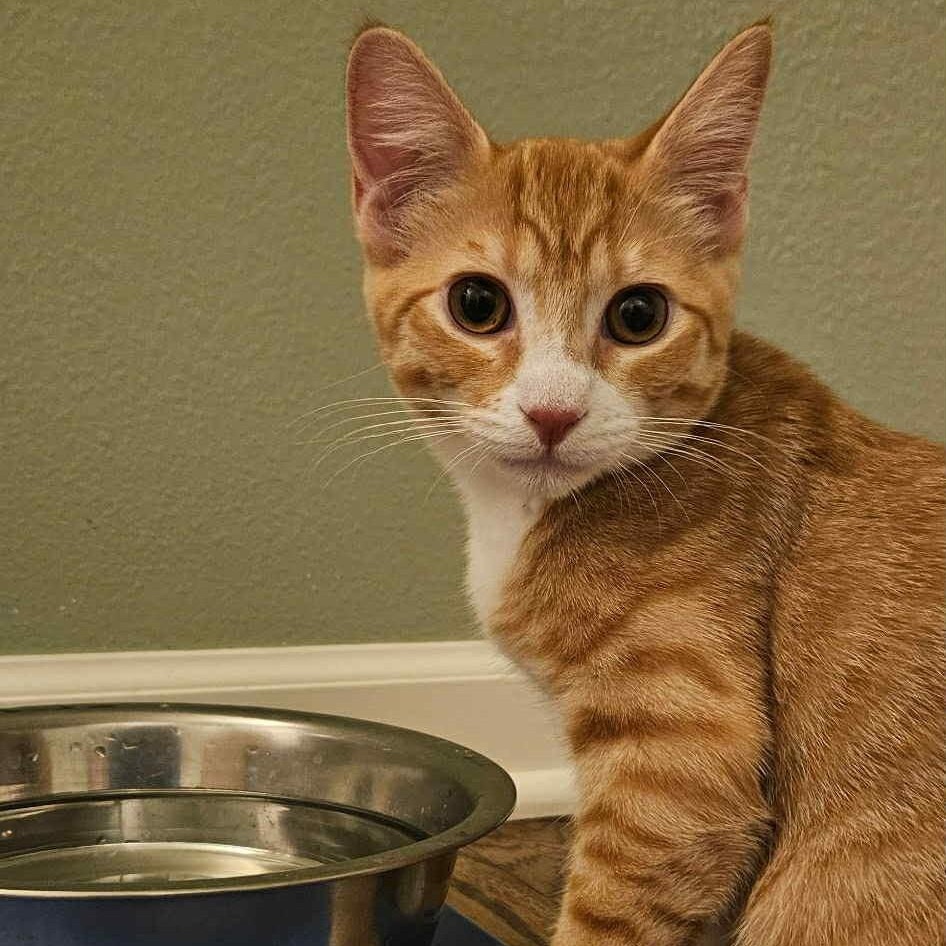 Phoenix & Onyx - Bonded Pair, a Adoptable mixed breed in Tacoma, WA image 5/6