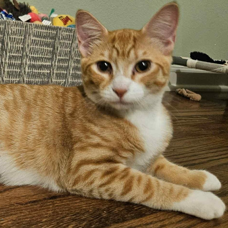 Phoenix & Onyx - Bonded Pair, a Adoptable mixed breed in Tacoma, WA image 6/6