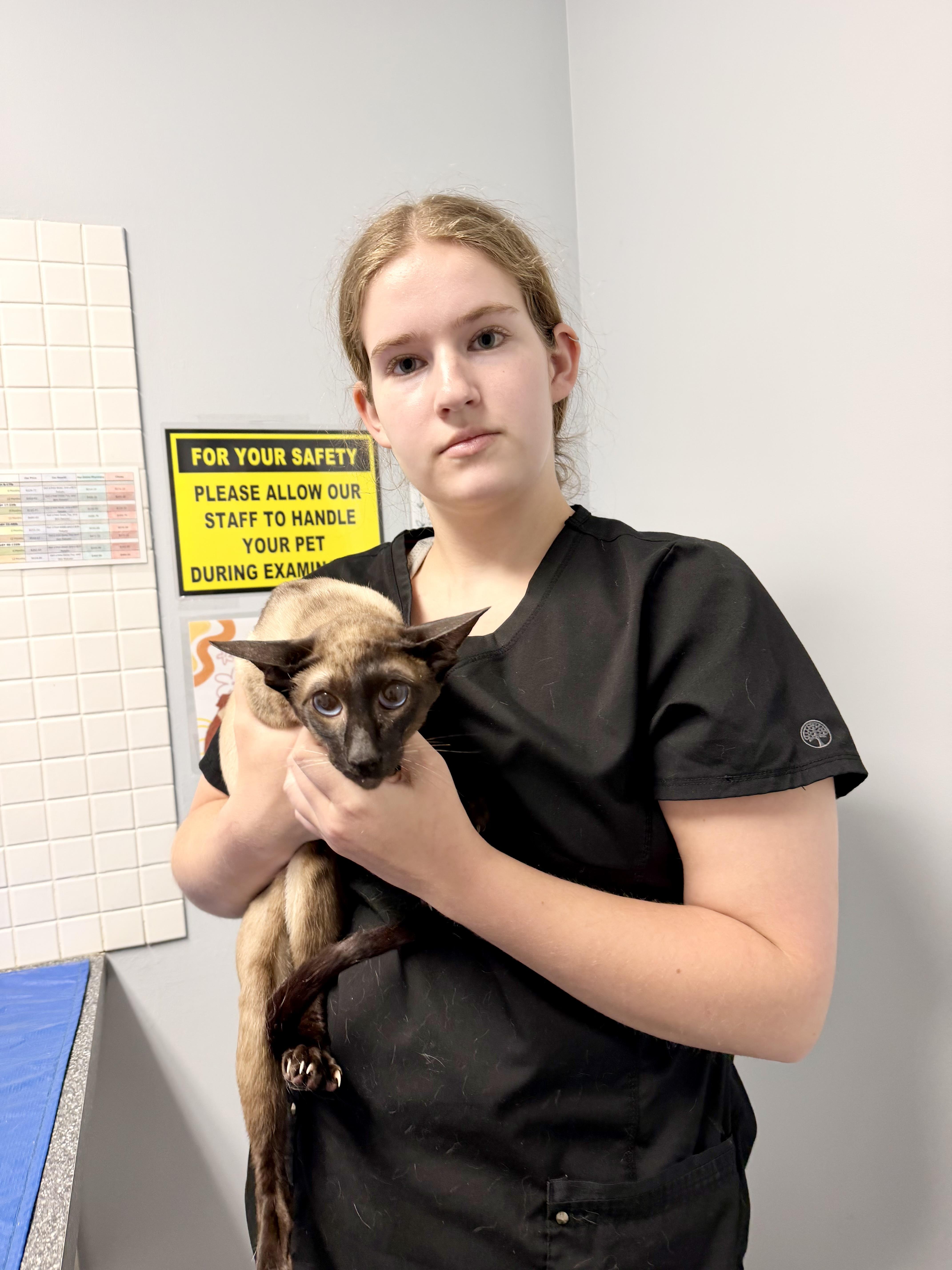 ANTONIO & ALEXA, a ADOPTABLE mixed breed in Kennebunk , ME image 3/6
