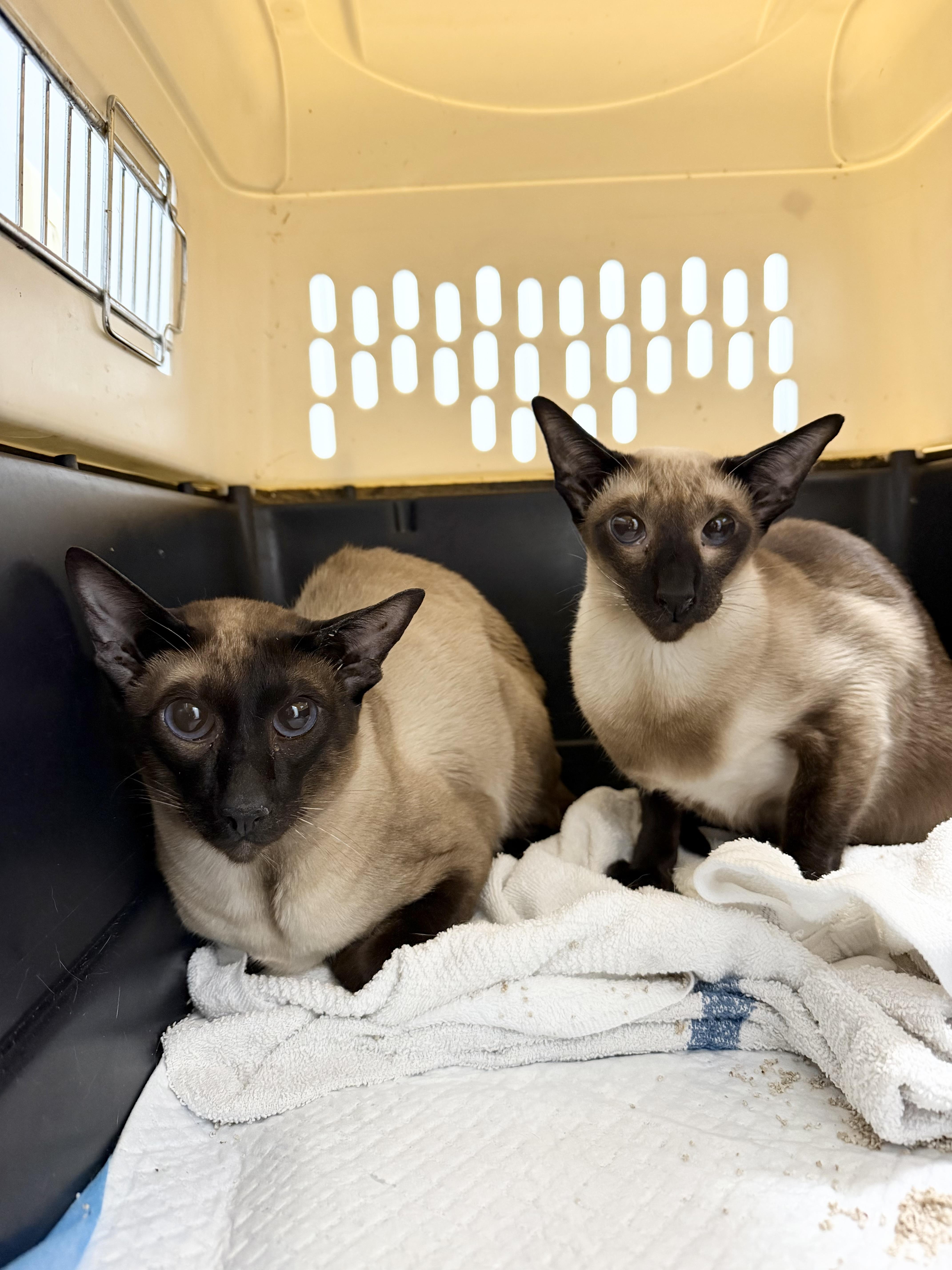 ANTONIO & ALEXA, ADOPTABLE, Adult Male Siamese & Oriental Short Hair.