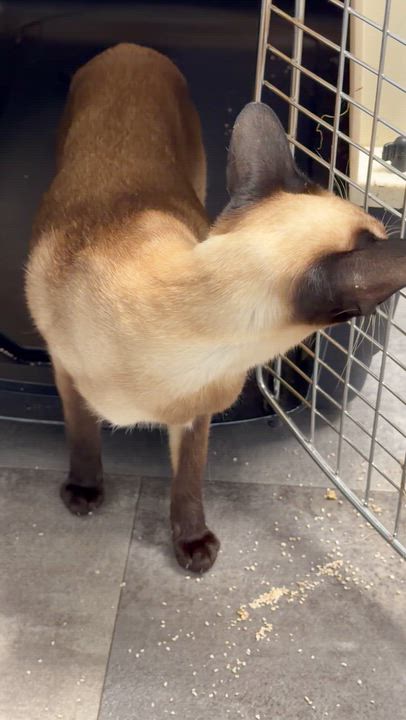 Enlarge ANTONIO & ALEXA, a ADOPTABLE mixed breed in Kennebunk , ME video 4/6