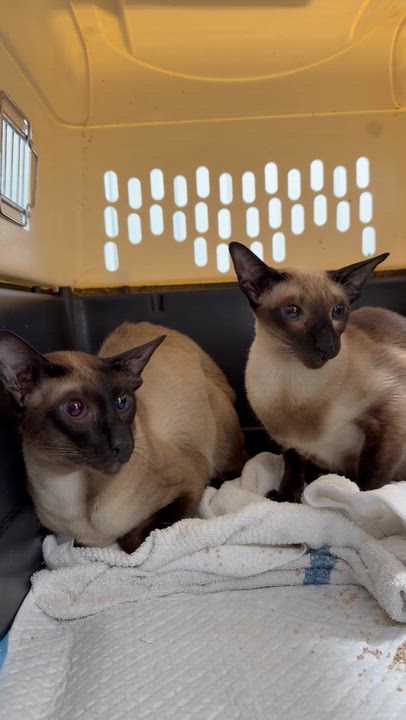 Enlarge ANTONIO & ALEXA, a ADOPTABLE mixed breed in Kennebunk , ME video 6/6