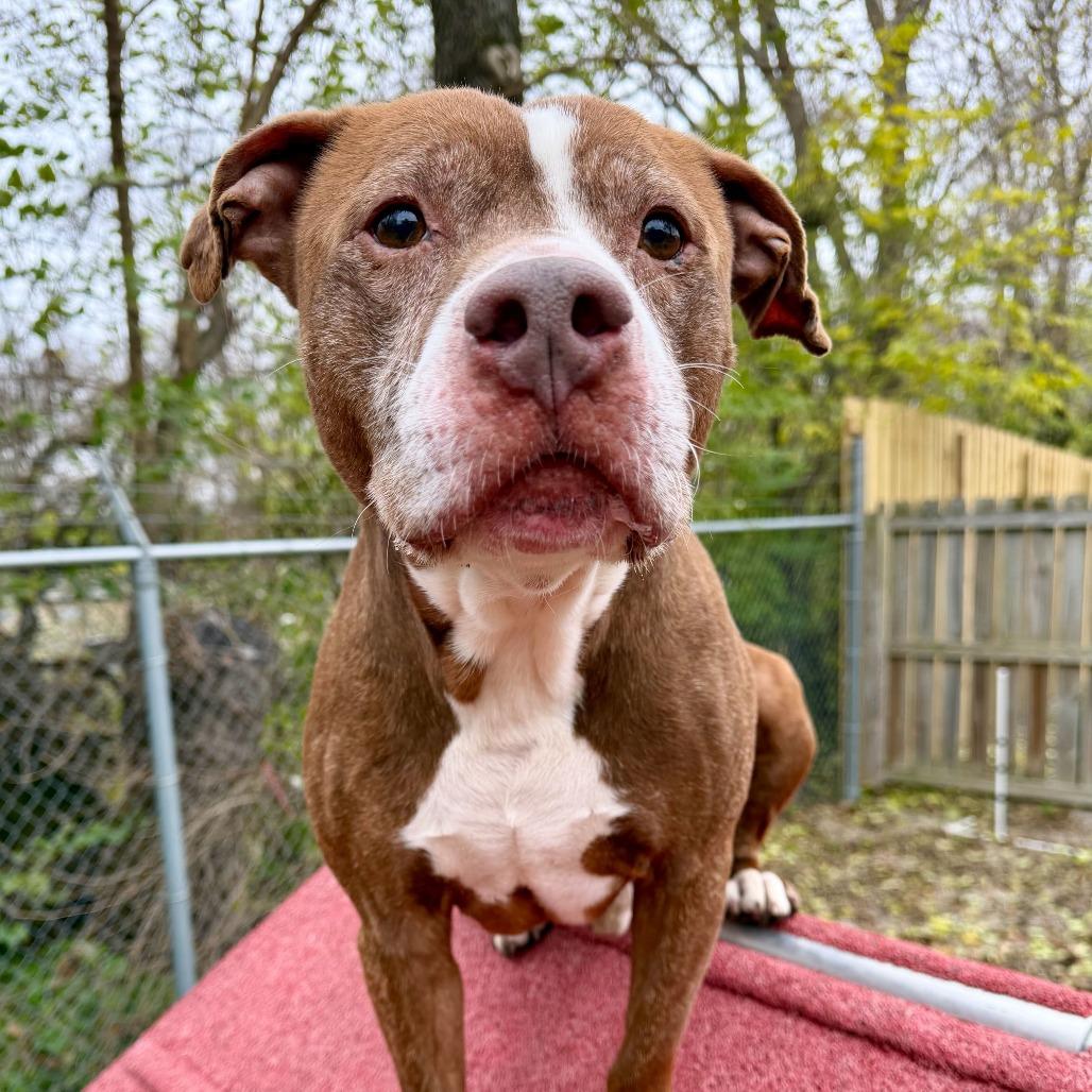 Theodore, Adoptable, Adult Male Pit Bull Terrier & Mixed Breed.