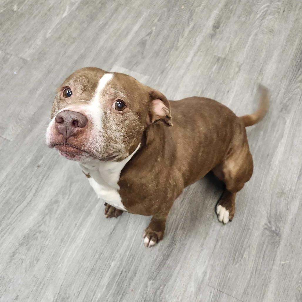 Theodore, Adoptable, Adult Male Pit Bull Terrier & Mixed Breed.