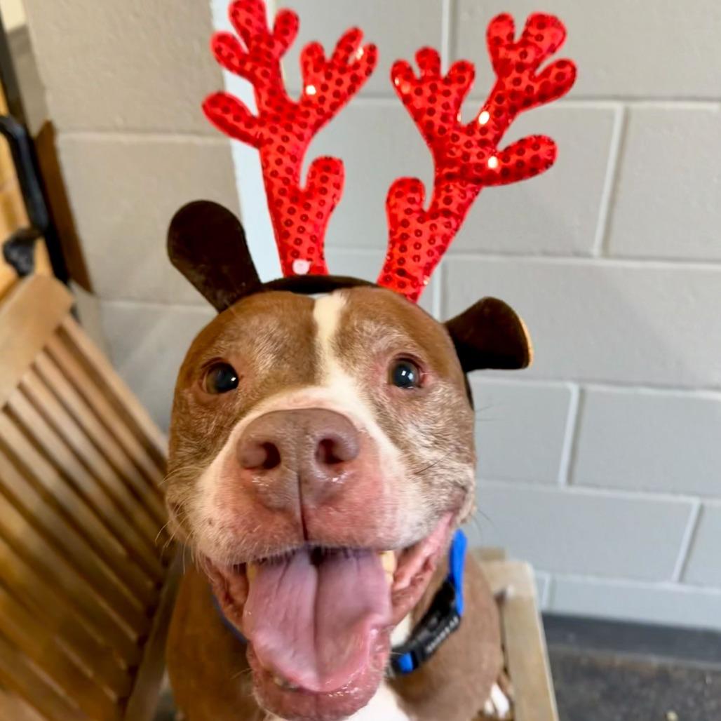 Theodore, a Adoptable mixed breed in Dayton, OH image 5/6