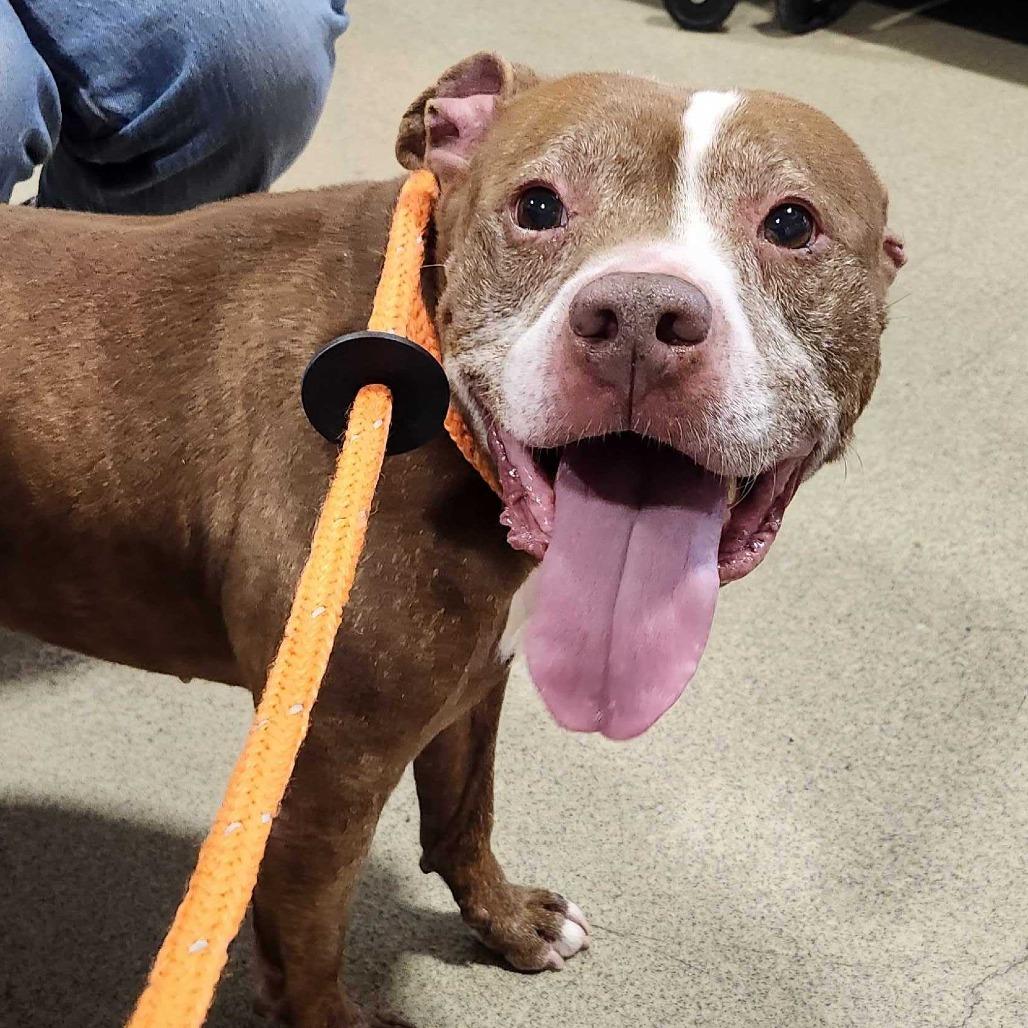 Theodore, a Adoptable mixed breed in Dayton, OH image 6/6