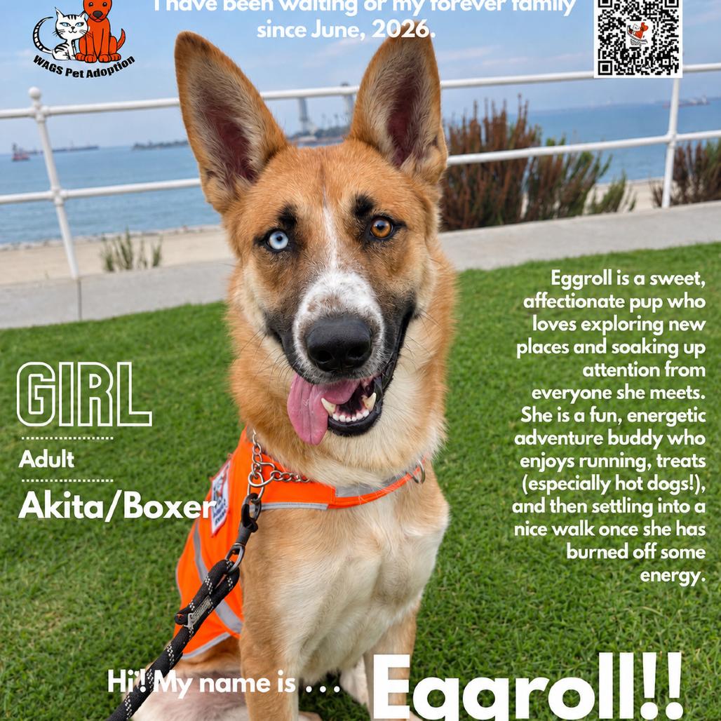 Eggroll, Adoptable, Adult Female Akita & Boxer.