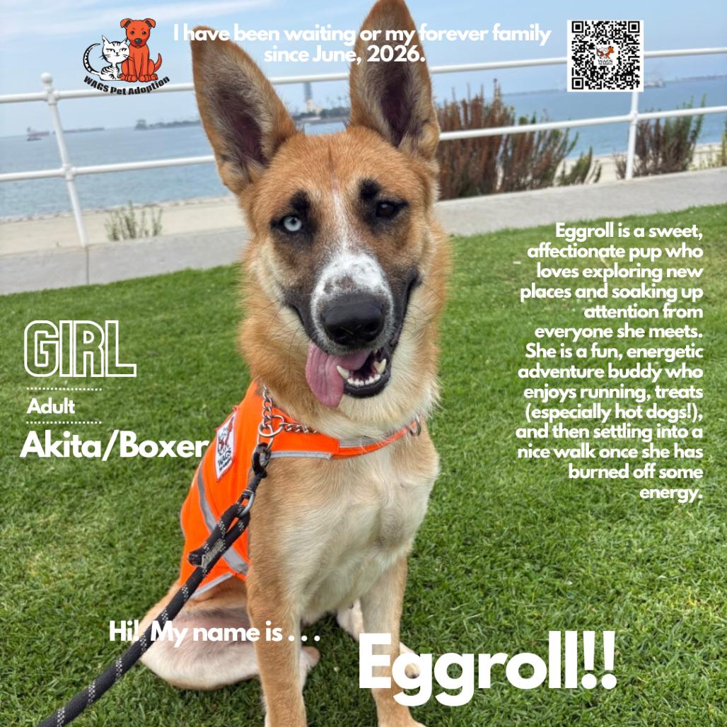 Eggroll, a Adoptable mixed breed in Westminster, CA image 2/3