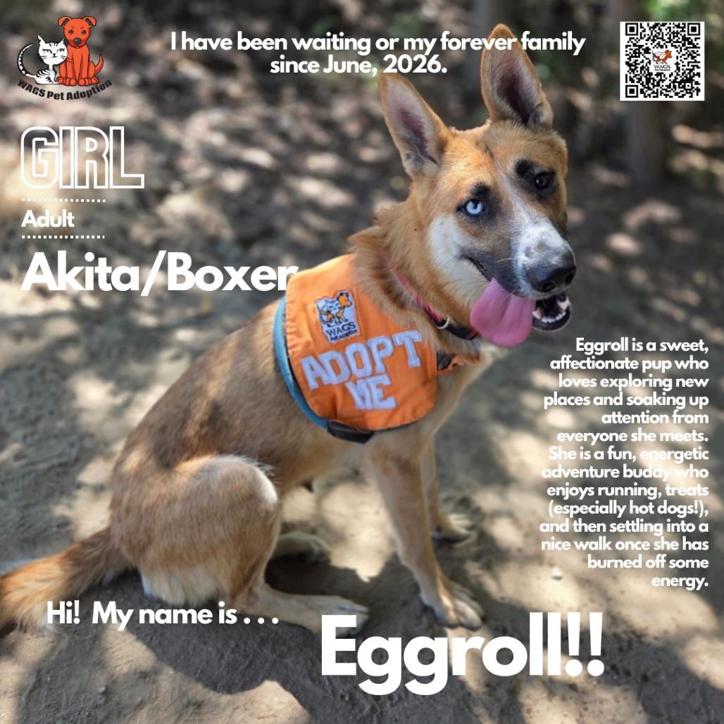 Eggroll, a Adoptable mixed breed in Westminster, CA image 3/3