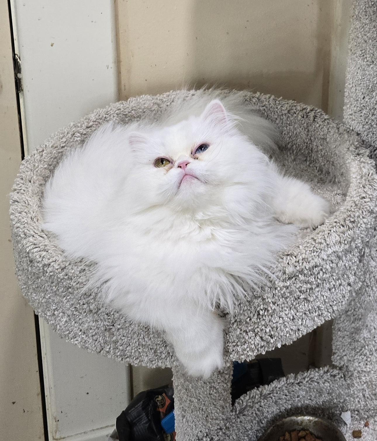 WINNIE, Adopted, Adult Female Persian.
