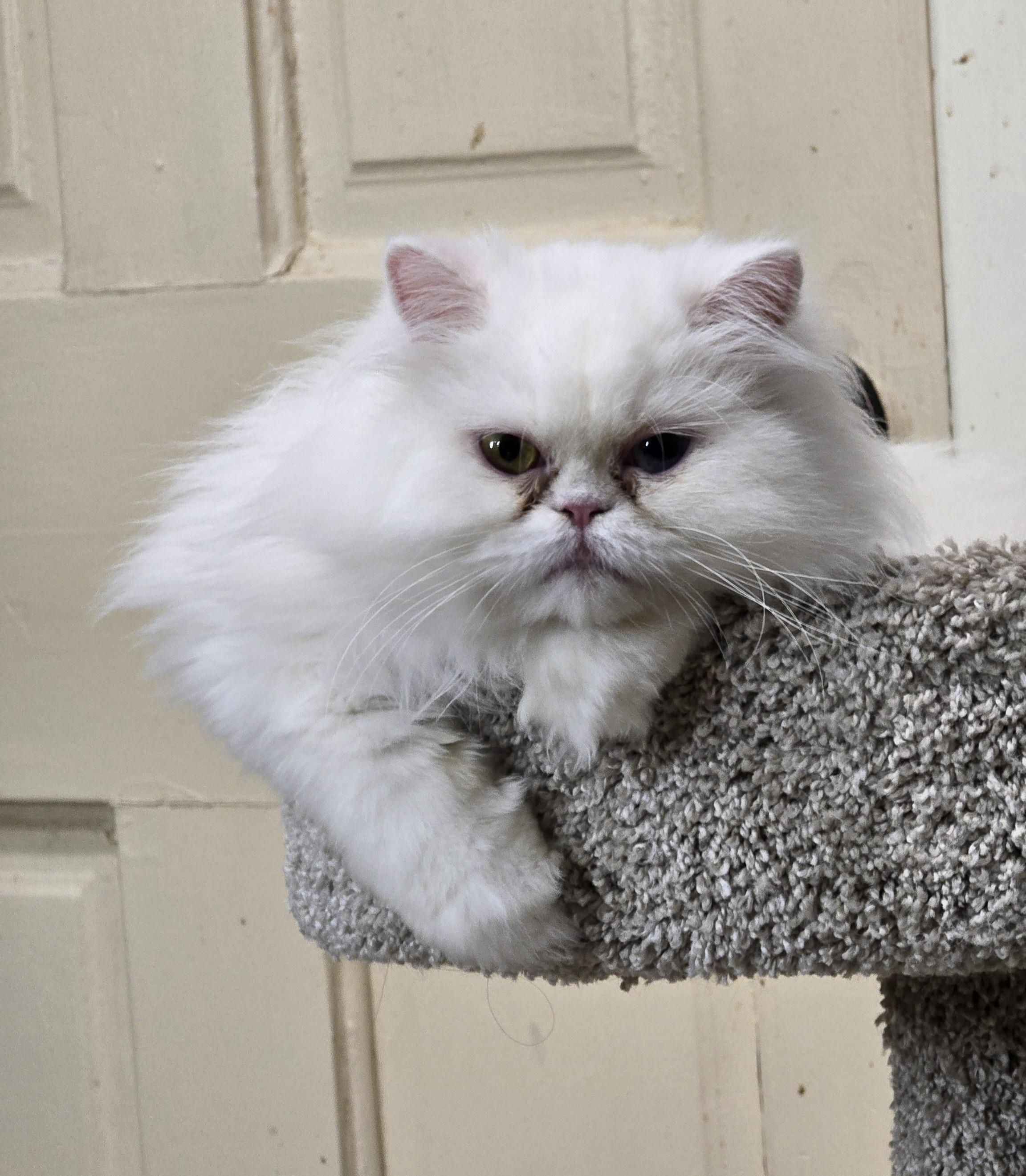 Enlarge WINNIE, a Adopted Persian in Indianapolis, IN image 2/4